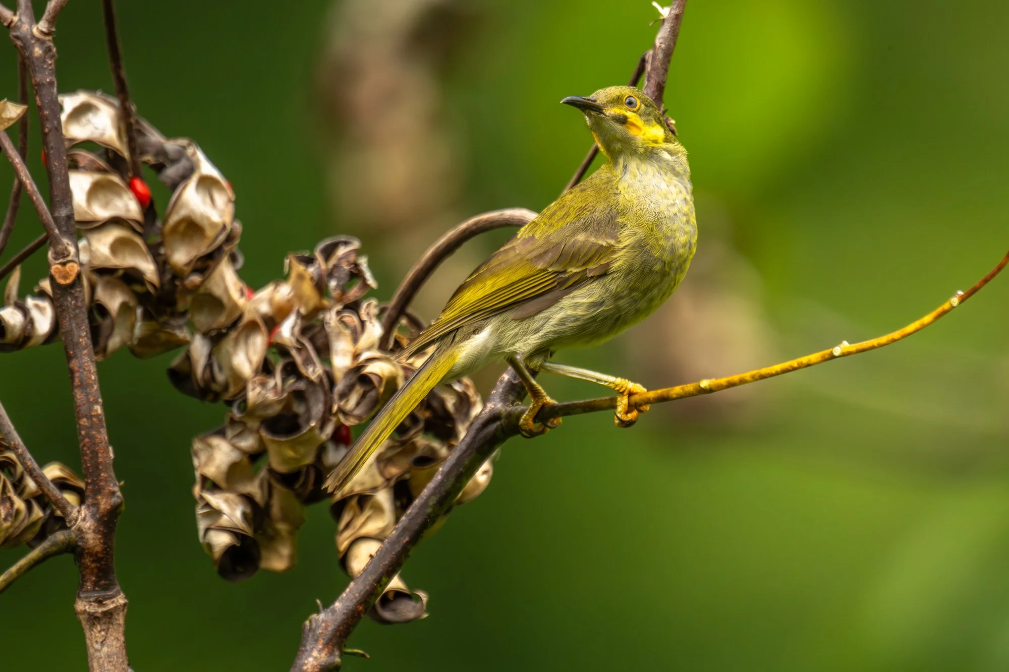 Birdlife International_Tom Vierus_Manumea Expedition-23.jpg