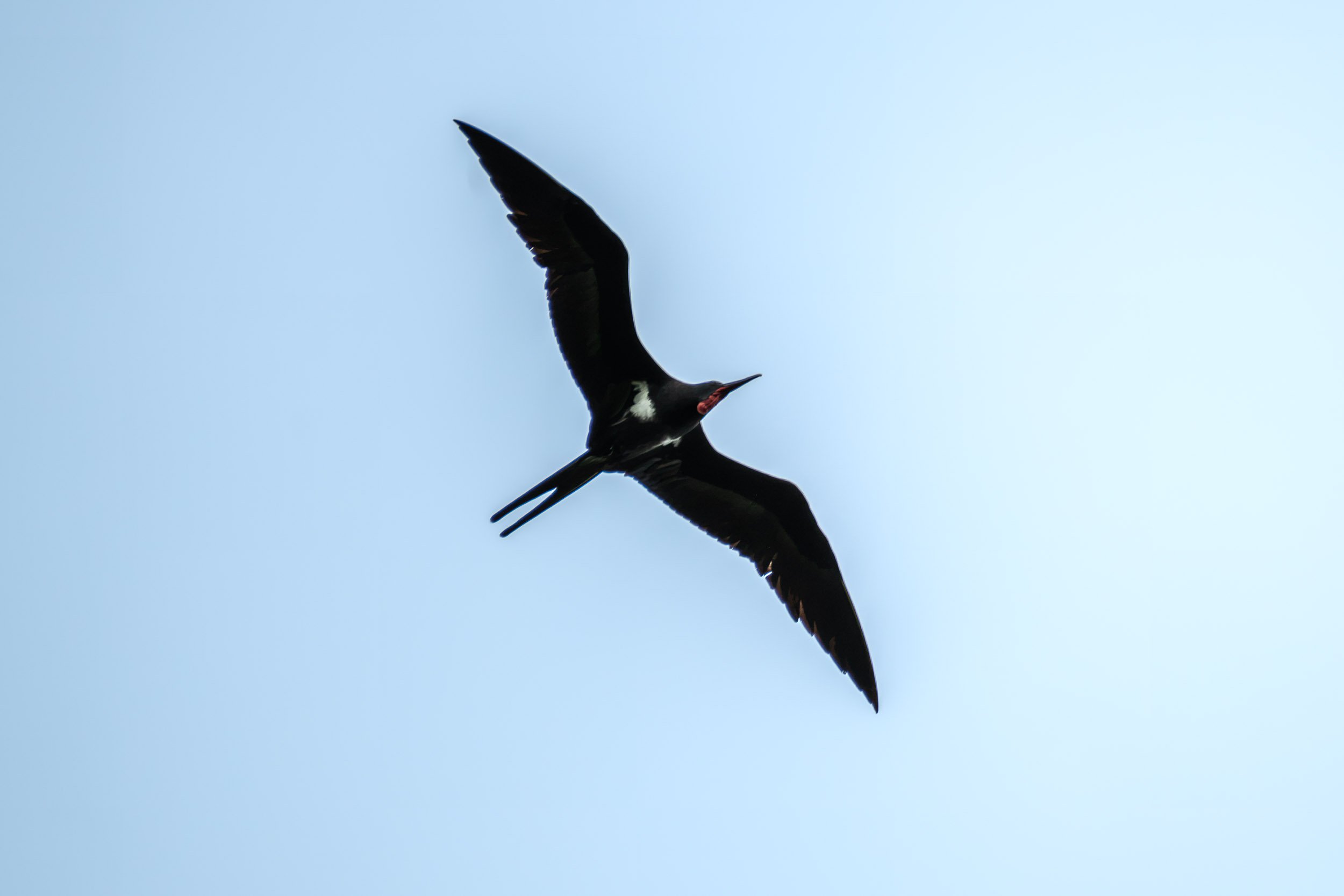 Lesser Frigatebird (Fregata ariel) in flight over the Suva foreshore on Viti Levu, Fiji.