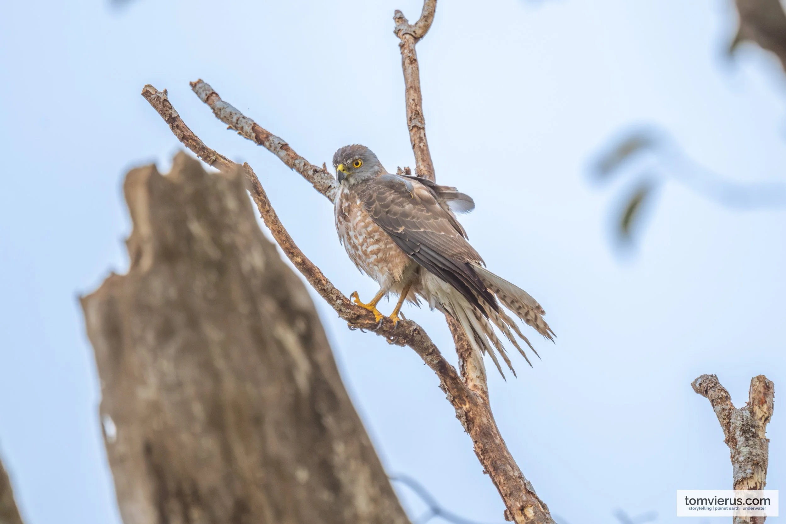 A juvenile Fiji Goshawk with heavily streaked cream-and-brown chest feathers perched on a branch.