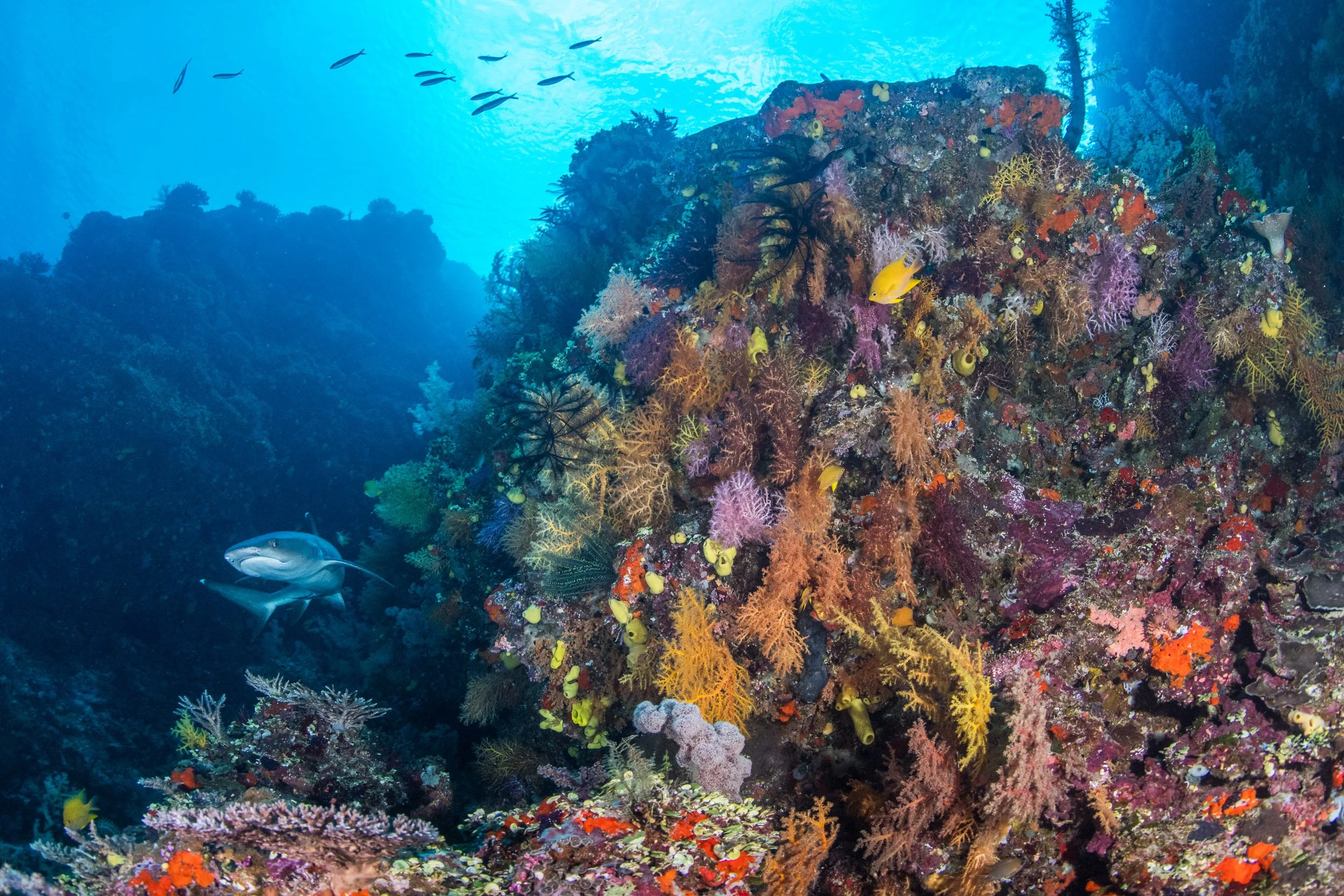 A Whitetip Reef Shark (Triaenodon obesus) cruises above the soft corals of Mount Mutiny in Fiji’s Lomaiviti Group. The species is listed as Vulnerable on the IUCN Red List.