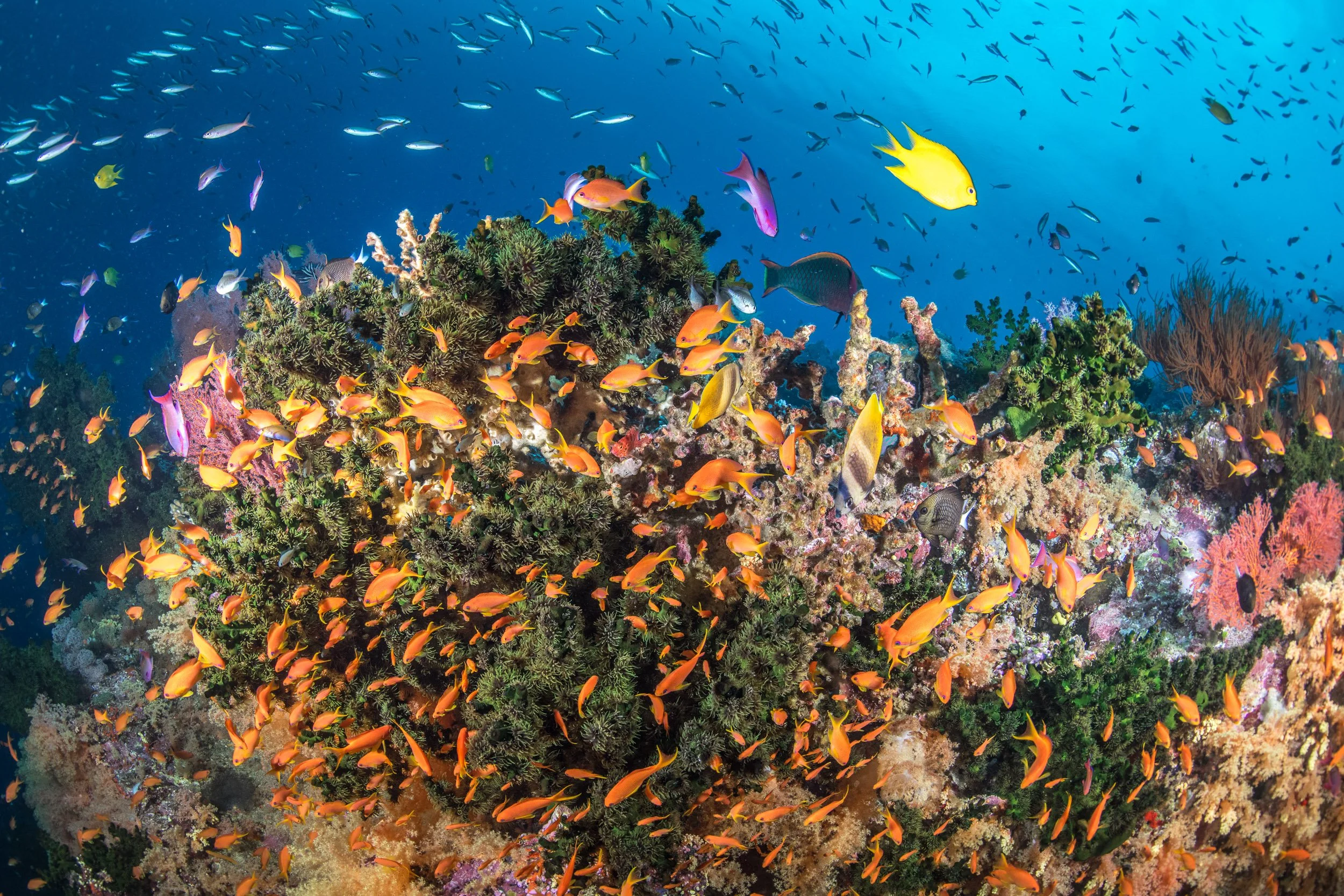 A vibrant coral reefscape surrounded by schools of anthias and other reef fish in Fiji’s Lomaiviti Islands.