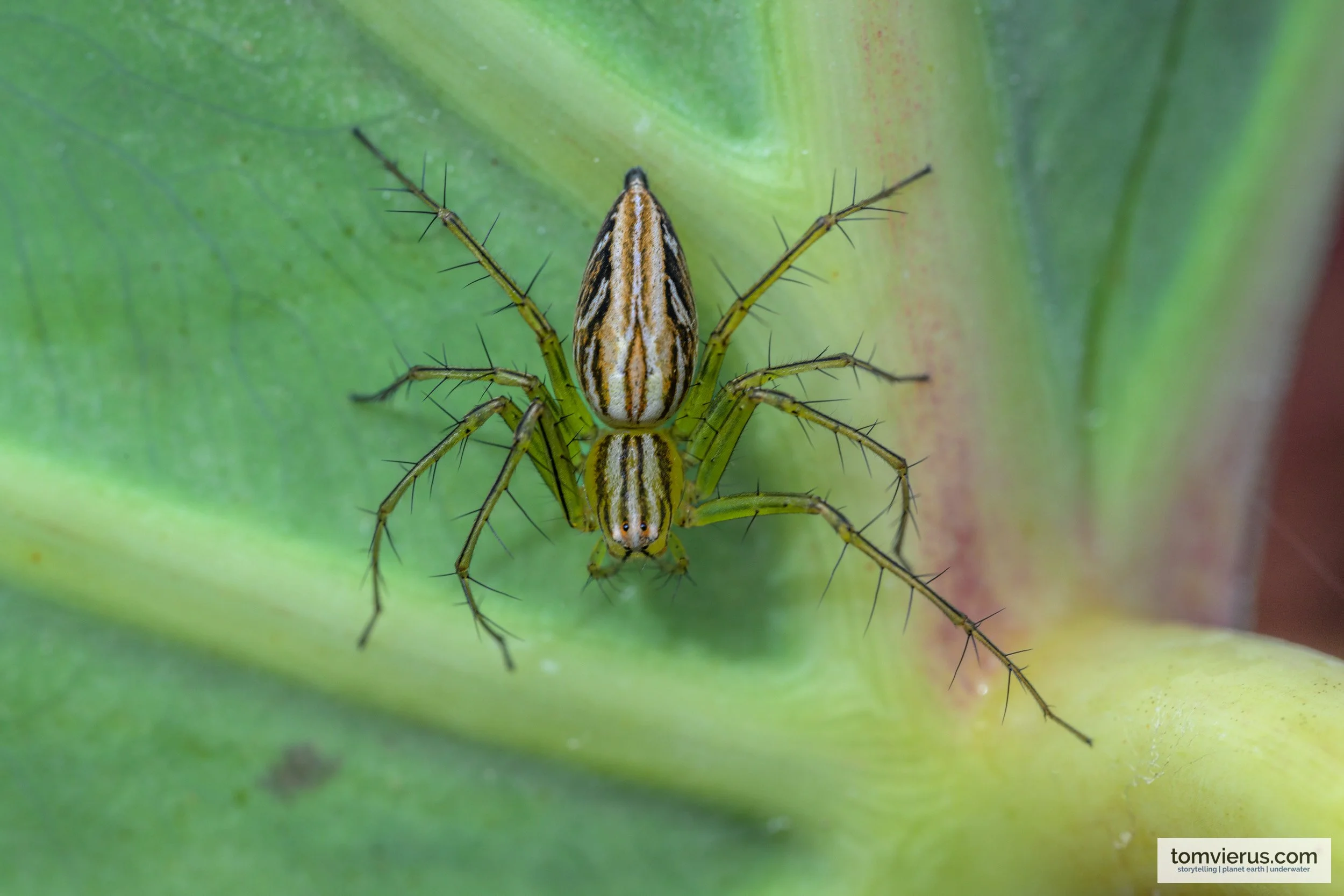 Close-up of a striped spider with long, spiny legs resting on a green leaf in New Britain, Papua New Guinea.