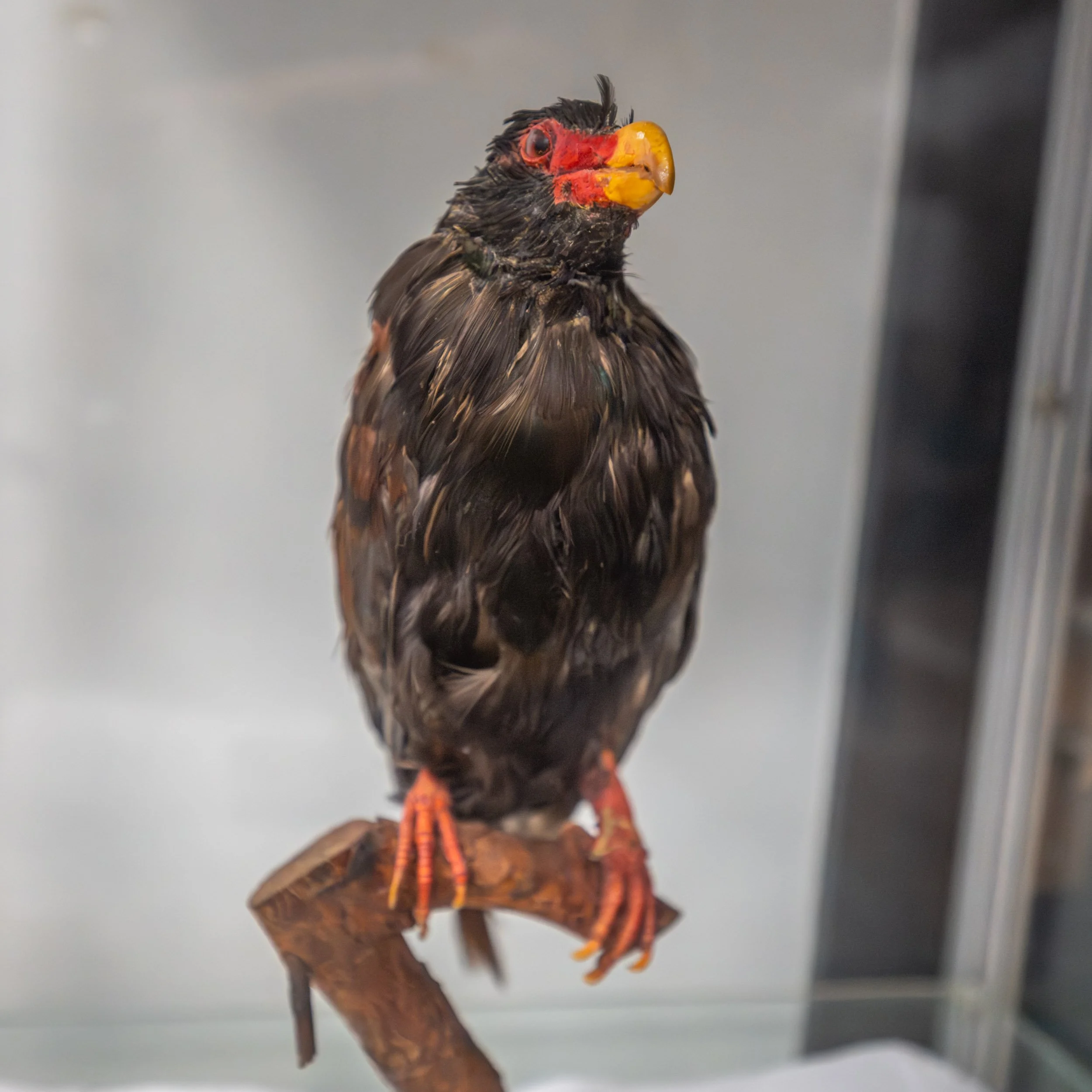 A preserved Manumea, or Tooth-billed Pigeon (Didunculus strigirostris), displayed at the Museum of Samoa in Apia.