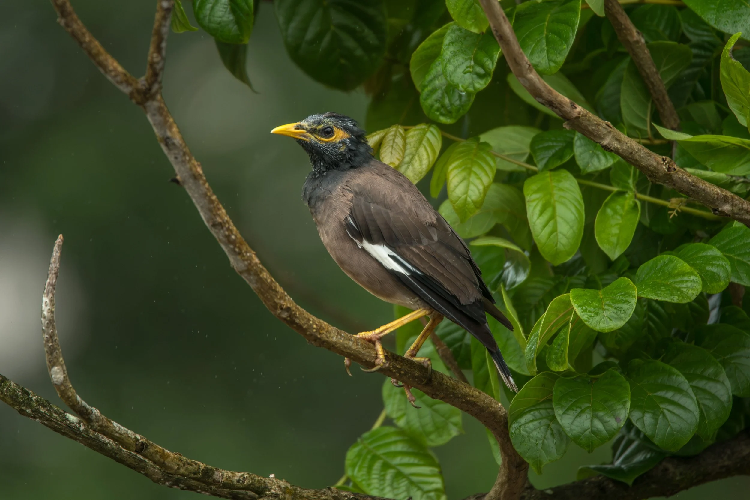 Common myna on Viti Levu, Fiji.