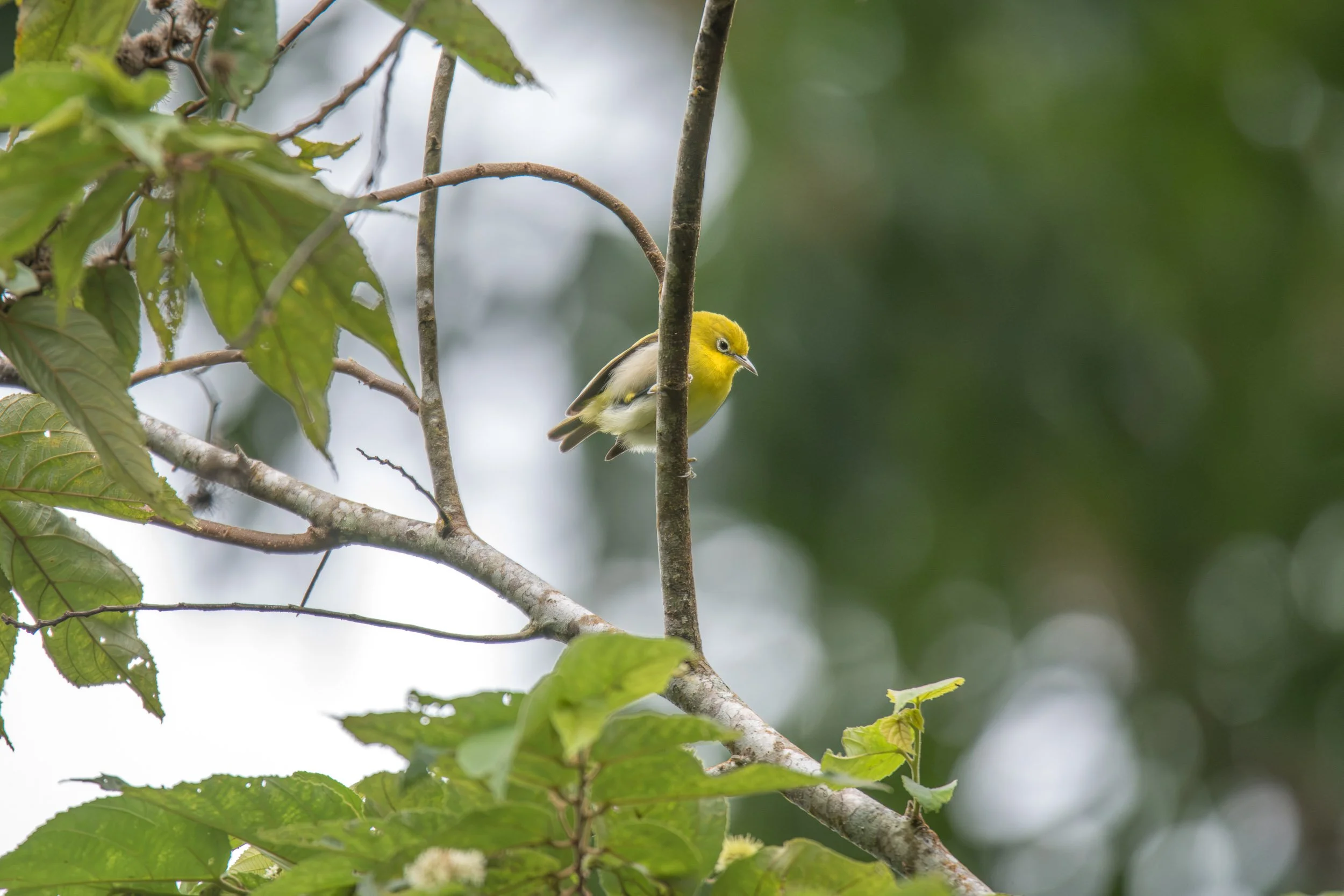 Fiji White-eye (Zosterops explorator), an endemic bird of Fiji photographed in Colo-i-Suva on Viti Levu.