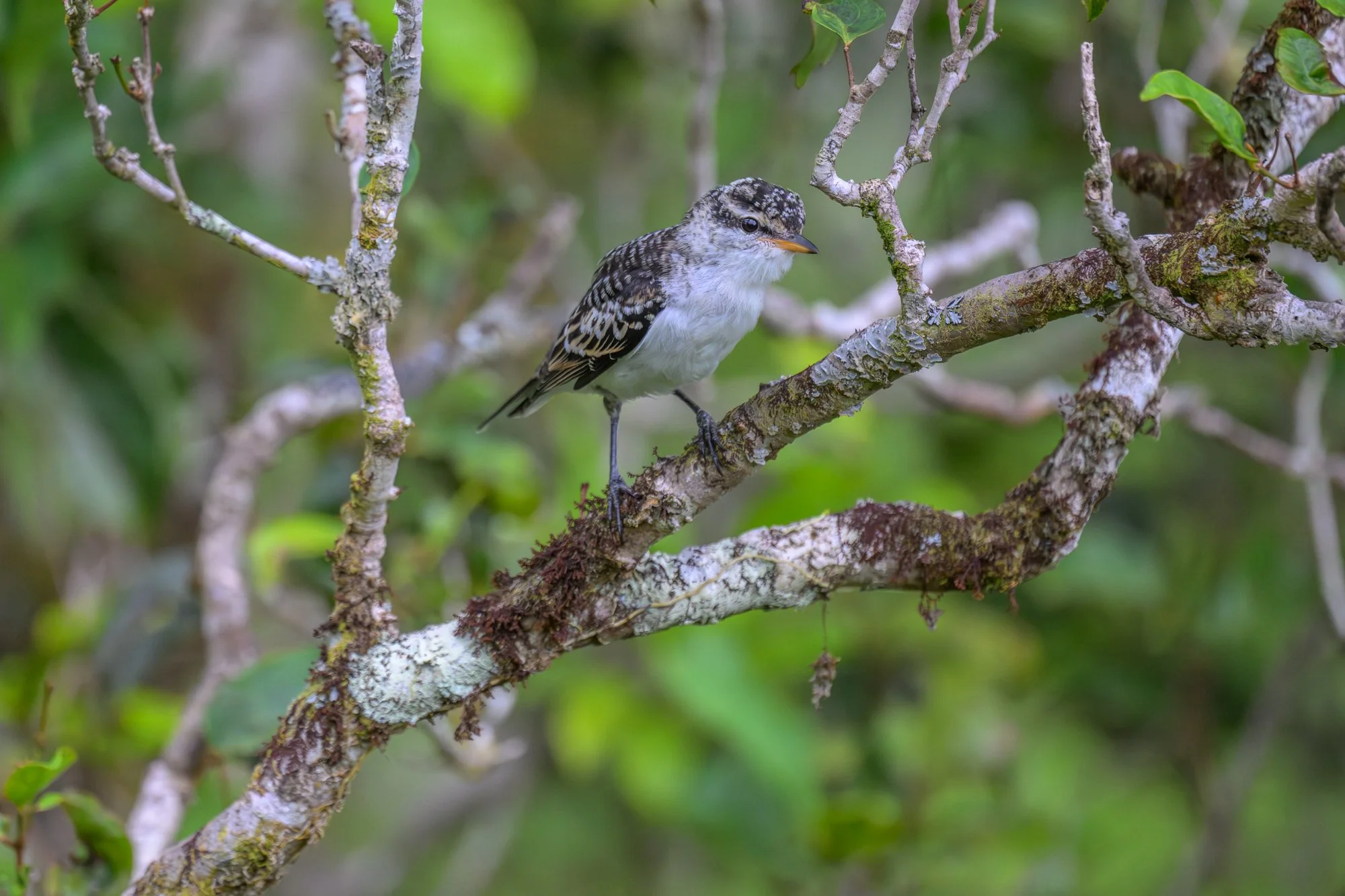 Birdlife International_Tom Vierus_Manumea Expedition-44.jpg