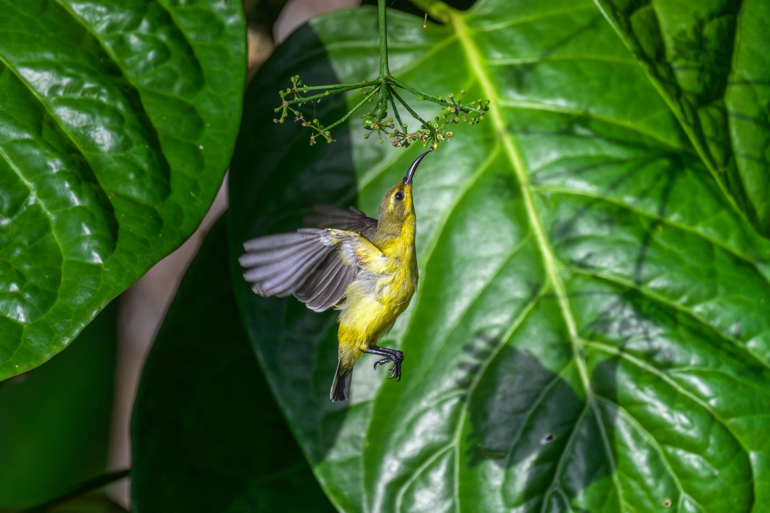 A Sahul Sunbird (Cinnyris frenatus flavigastra) foraging on Mussau Island, New Ireland Province, Papua New Guinea.
