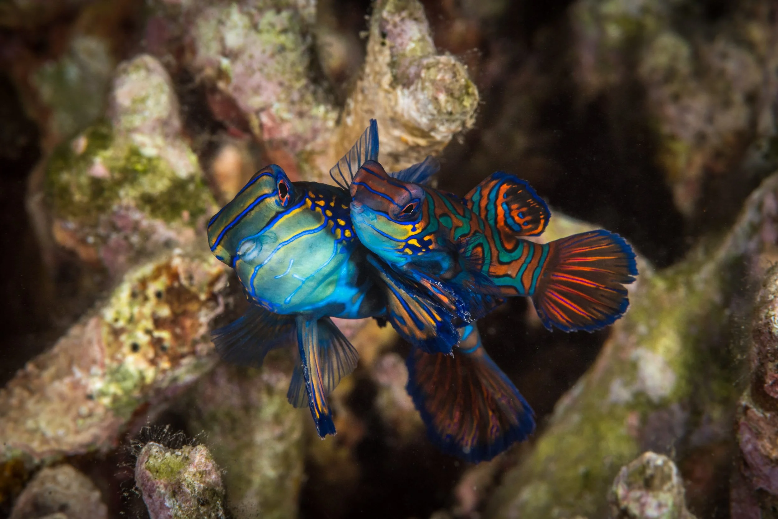 A male and female Mandarinfish (Synchiropus splendidus) performing their elaborate sunset courtship ritual off northern Bali, Indonesia.