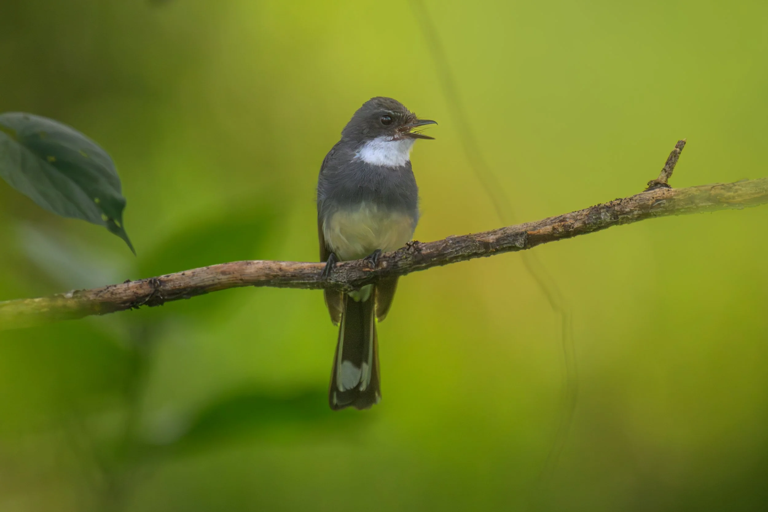 wwf-pomio-conservation-papua-new-guinea-tom-vierus-1.jpg