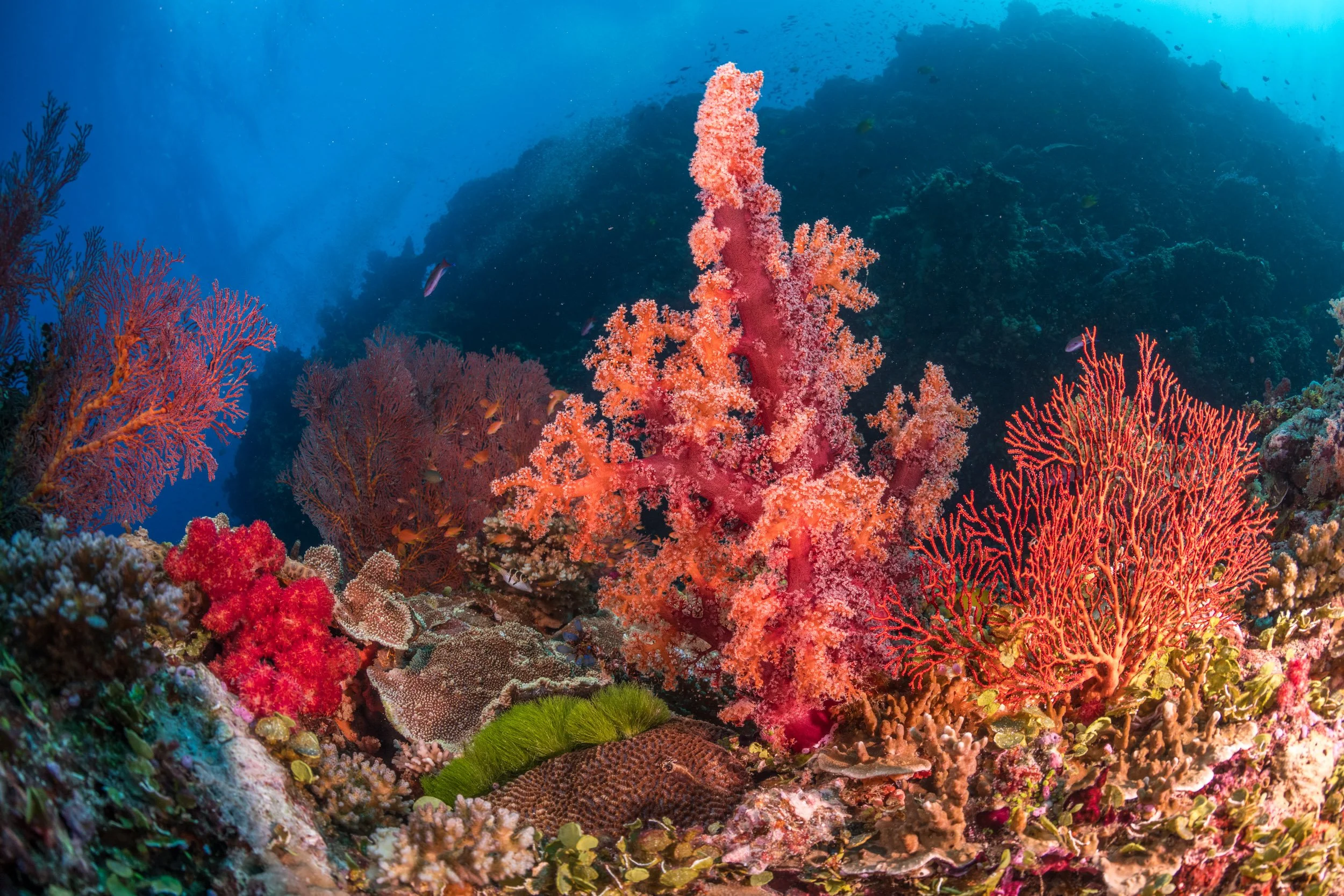 A colourful red soft coral surrounded by sea fans and sponges at Yellow Mellow in Fiji’s Vatu-i-Ra Conservation Park.