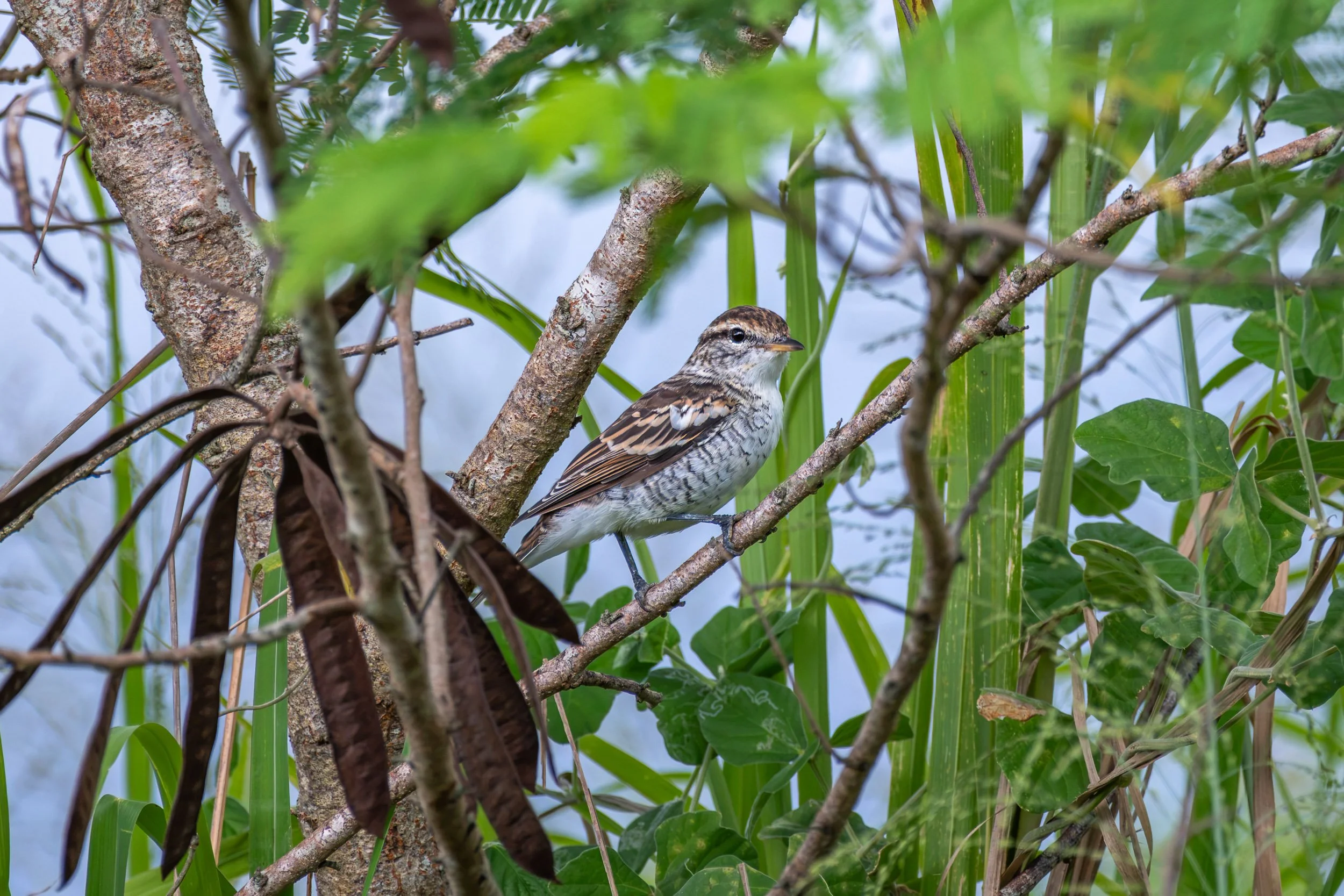 Polynesian Triller (Lalage maculosa) photographed at Momi Bay, Fiji. This native Pacific bird is widespread across Fiji and can be found in coastal vegetation, forest edges, gardens and other open habitats.