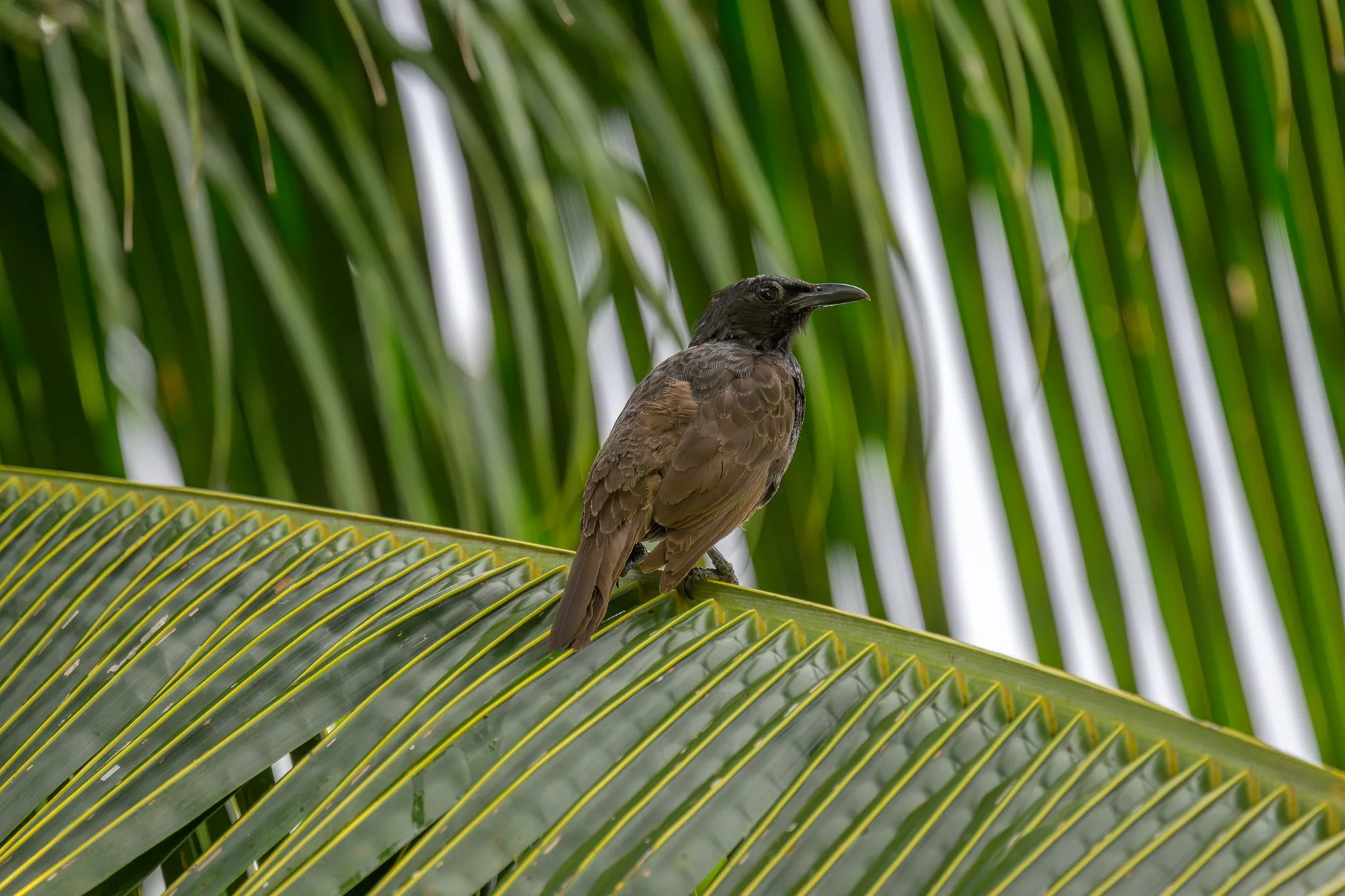Birdlife International_Tom Vierus_Manumea Expedition-19.jpg