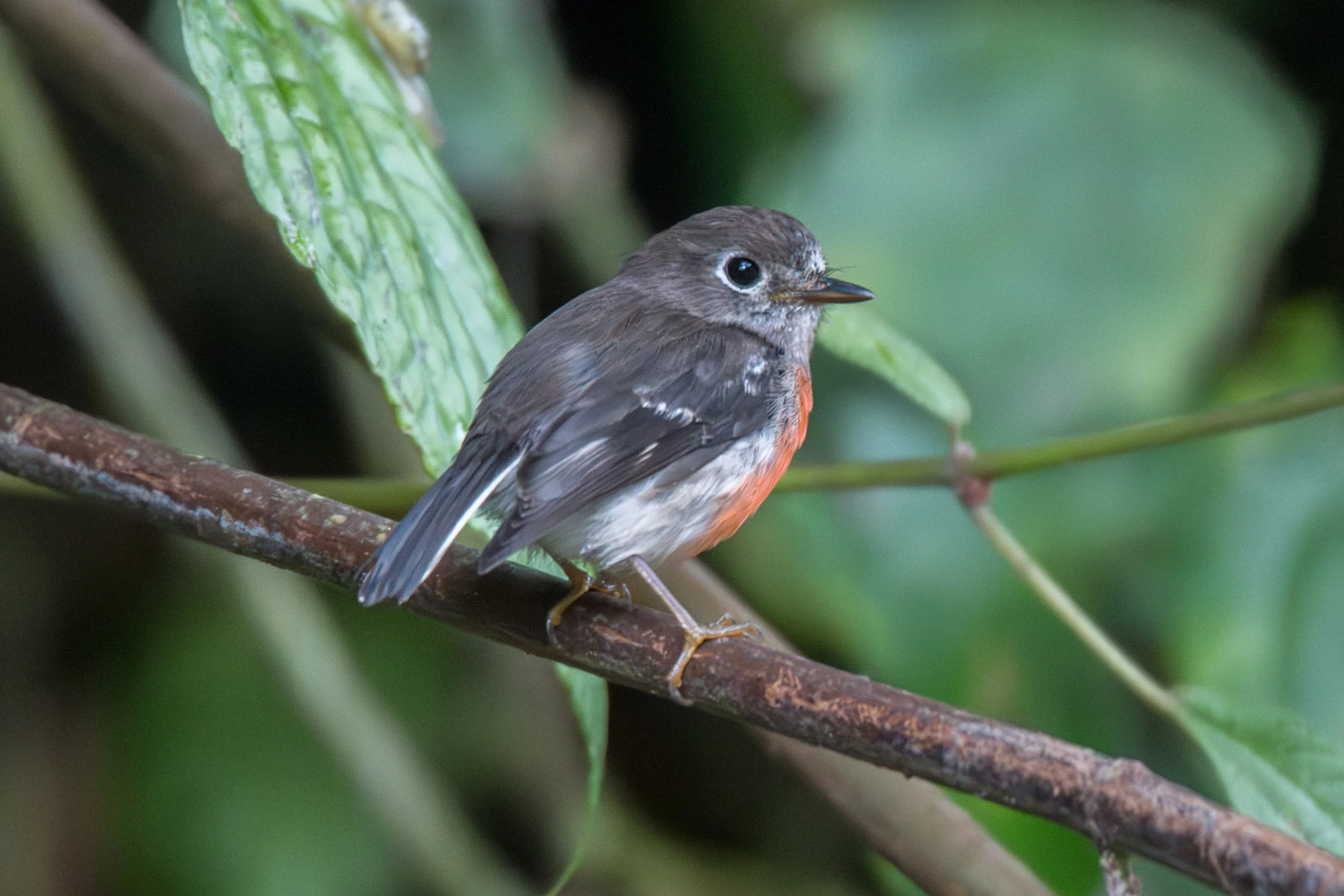 Female Pacific Robin (Petroica pusilla) photographed in Namosi on Viti Levu, Fiji.