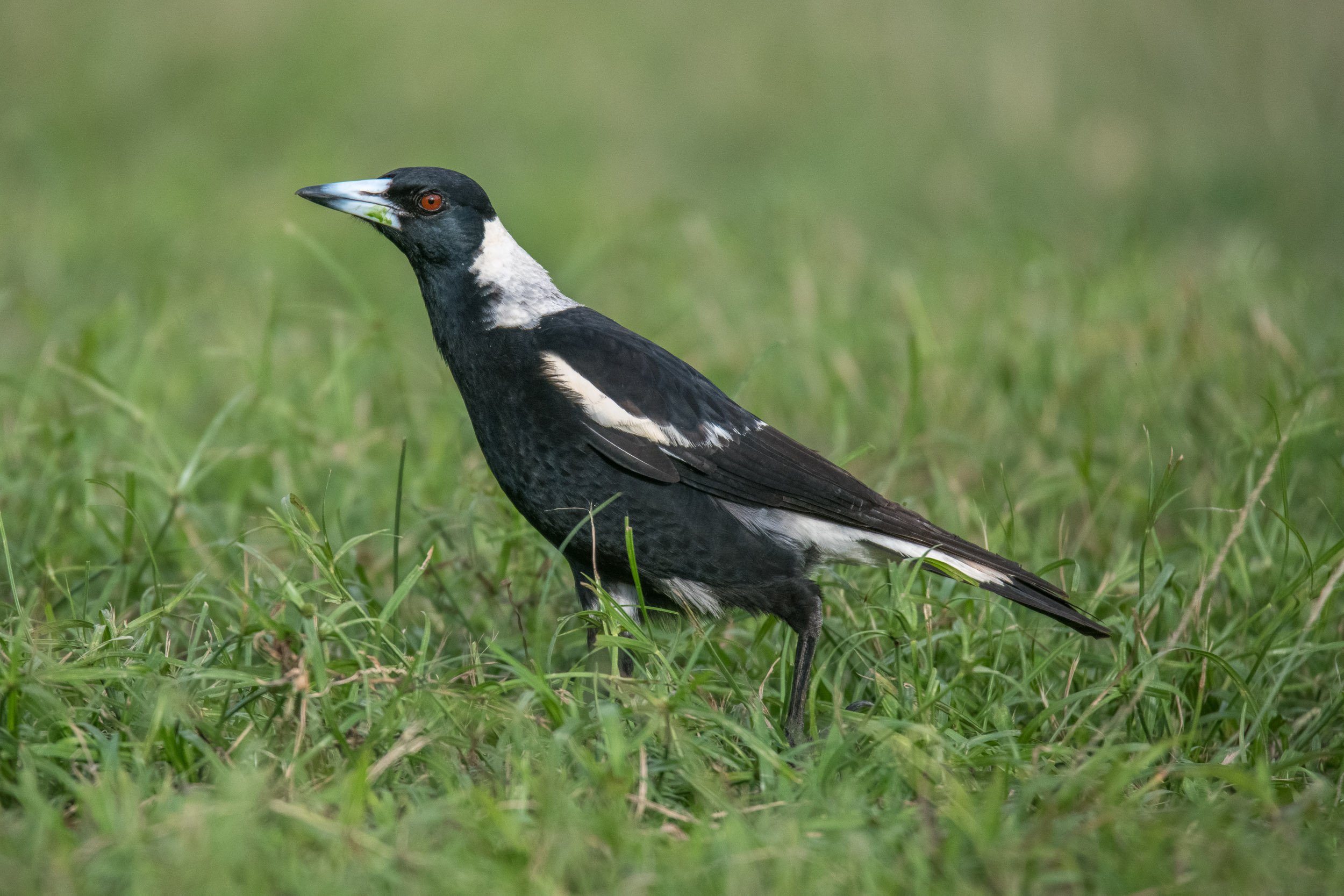 Australian Magpie (Gymnorhina tibicen) photographed on Taveuni, Fiji.