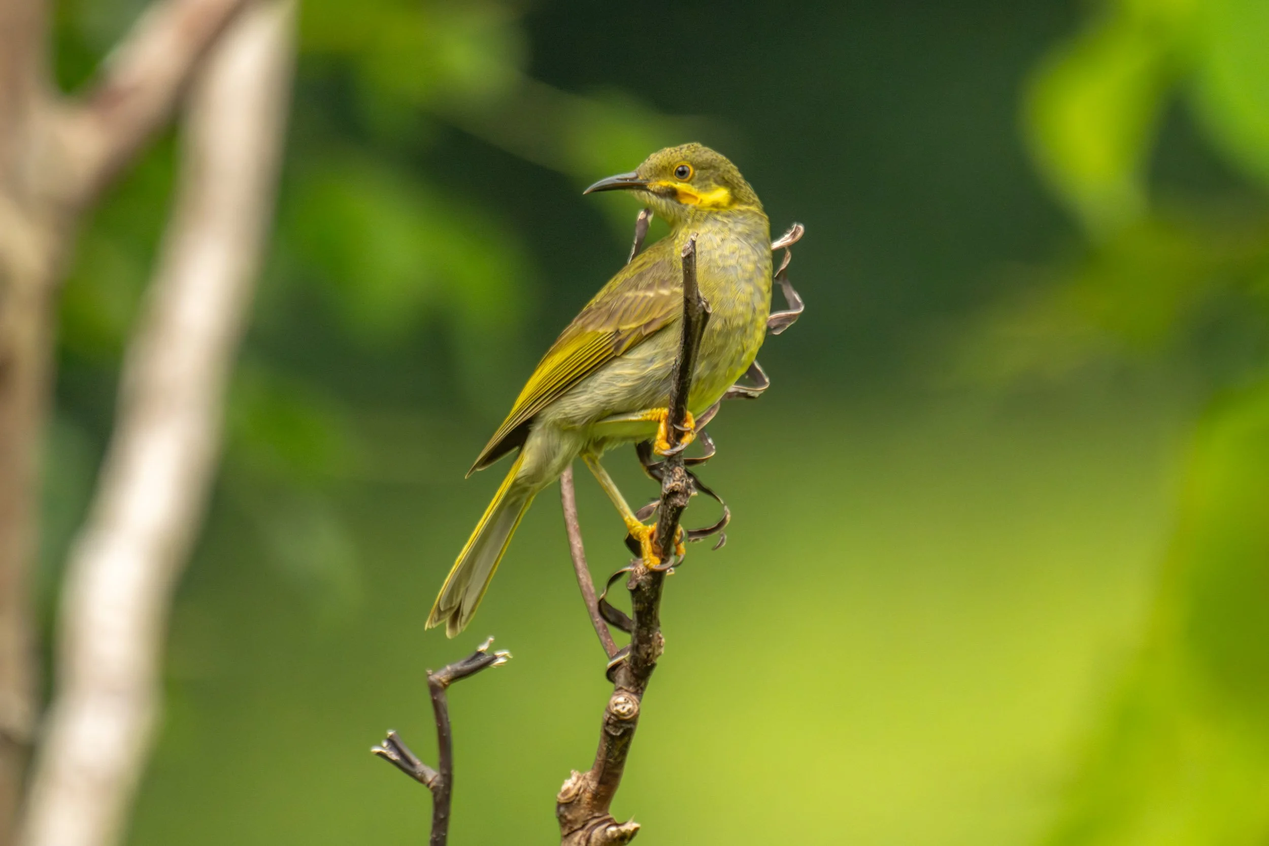 Polynesian Wattled Honeyeater (Foulehaio carunculatus) photographed near Uafato Village on Upolu, Samoa.