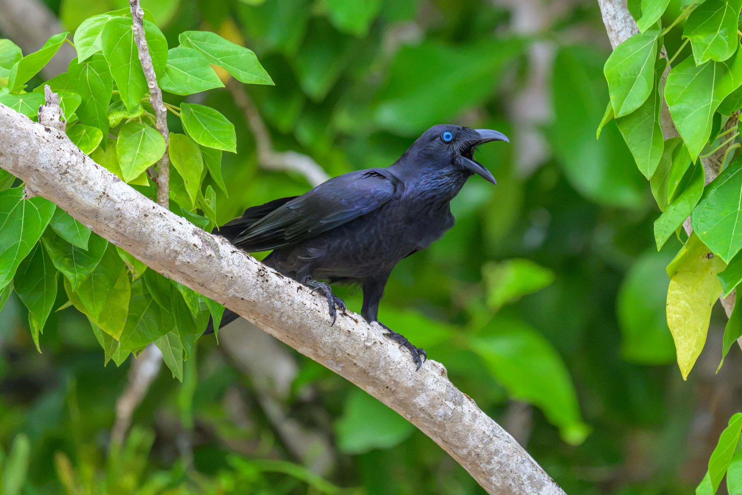 A Bismarck Crow (Corvus insularis) calling from a tree on New Ireland, Papua New Guinea.