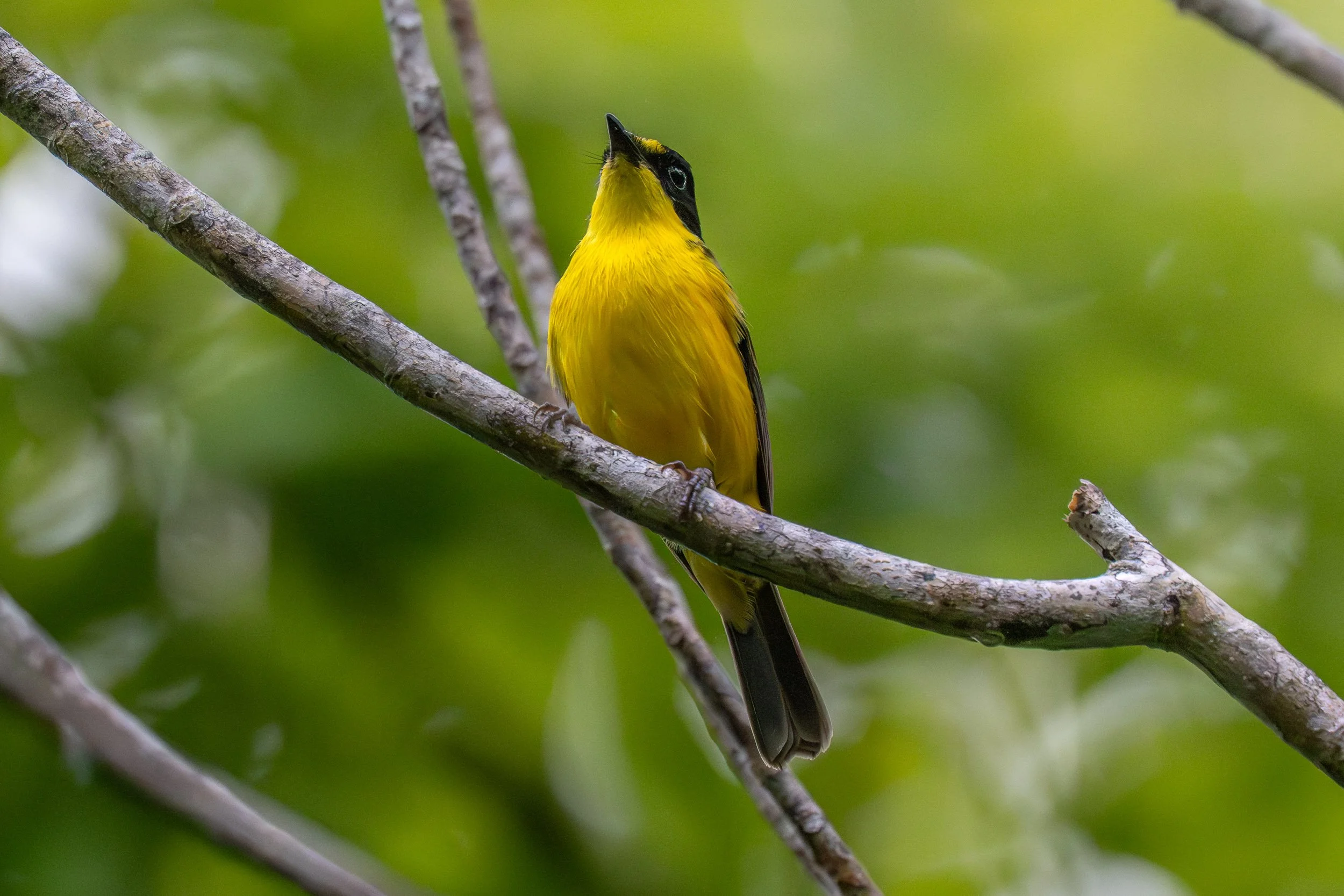 Male Yellow-throated Fiji Whistler (Pachycephala graeffii) photographed in Colo-i-Suva, Fiji, an endemic songbird of Viti Levu and other central and northern Fijian islands.