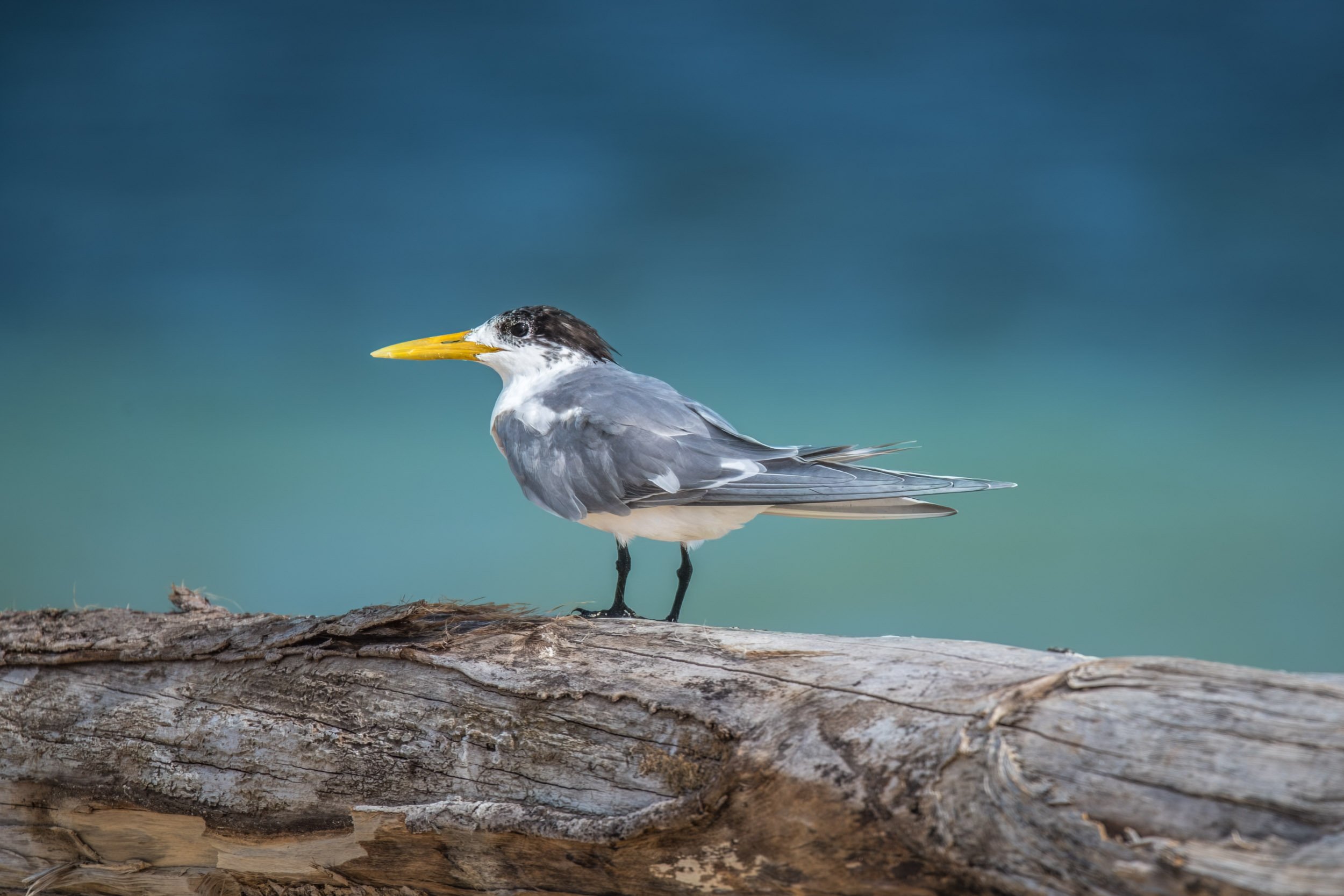Crested Tern (Thalasseus bergii) photographed on a small island near Beqa, Fiji, a widespread coastal seabird commonly seen around reefs, beaches and offshore islands, where it feeds mainly on small fish.