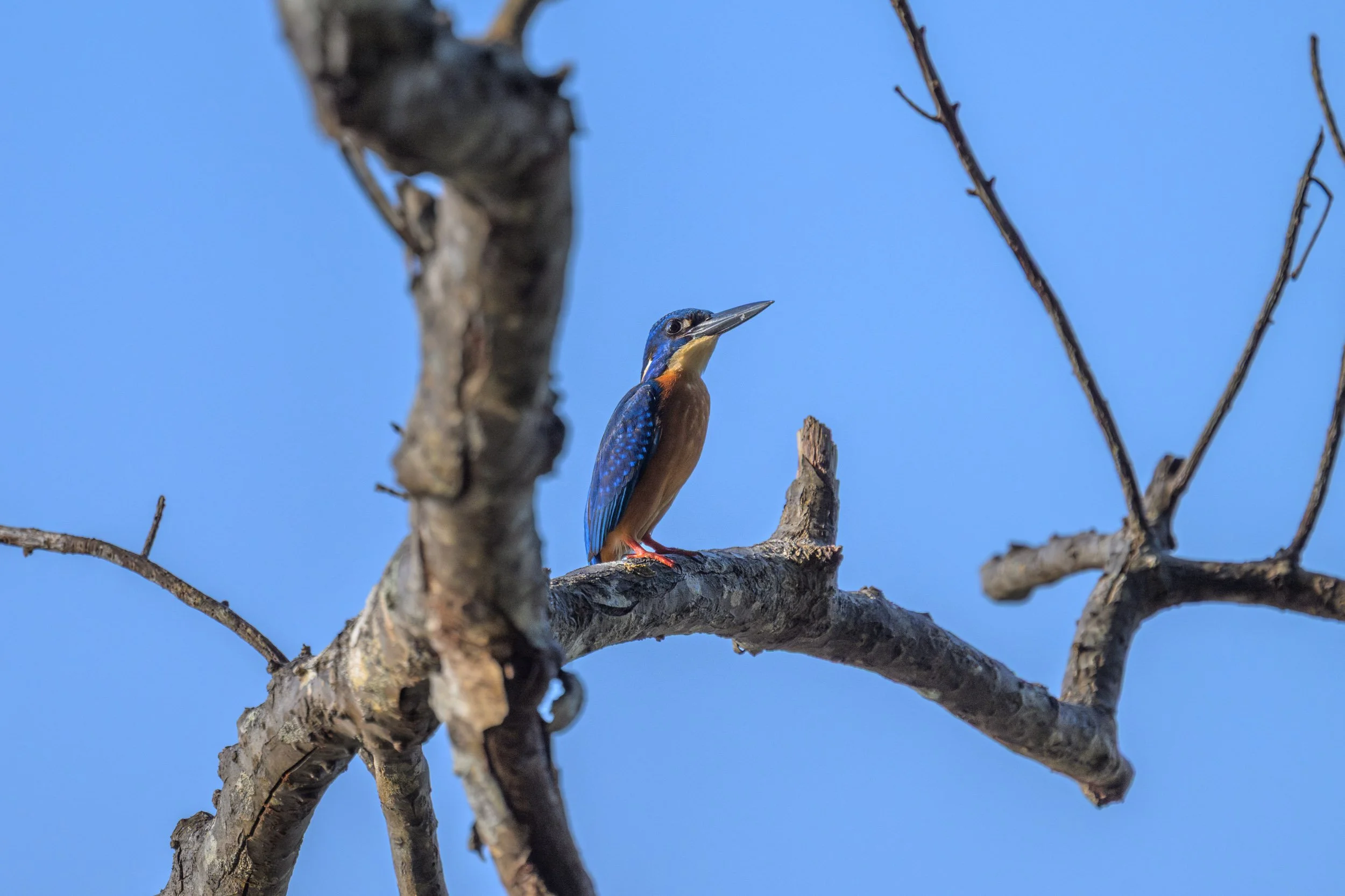 A Common Kingfisher (Alcedo atthis hispidoides) photographed along the coast of Mussau Island, New Ireland Province, Papua New Guinea.