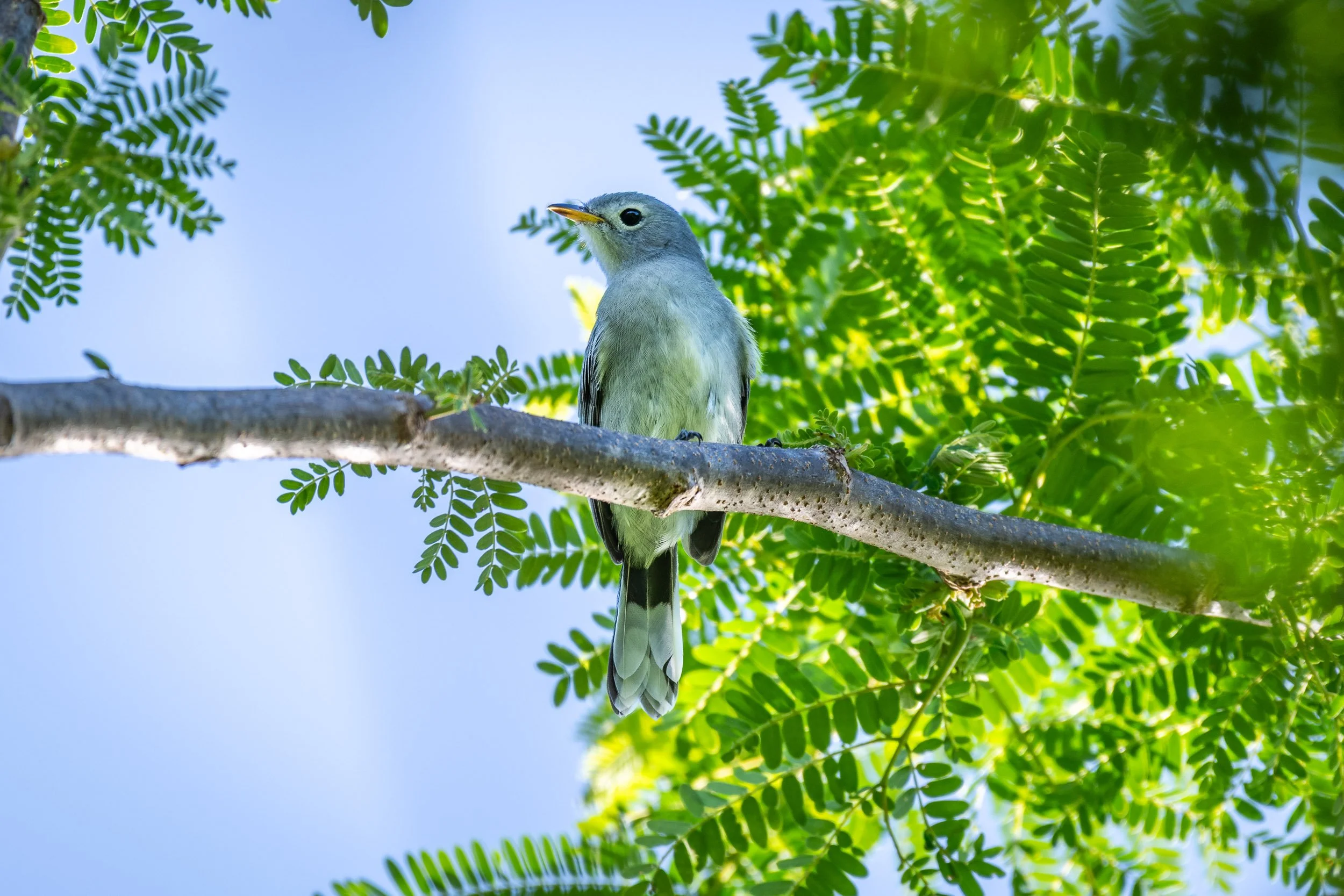 Slaty Monarch (Mayrornis lessoni) photographed in the Yasawa Islands, Fiji, an endemic Fijian forest bird that actively searches for insects among trees and dense vegetation.