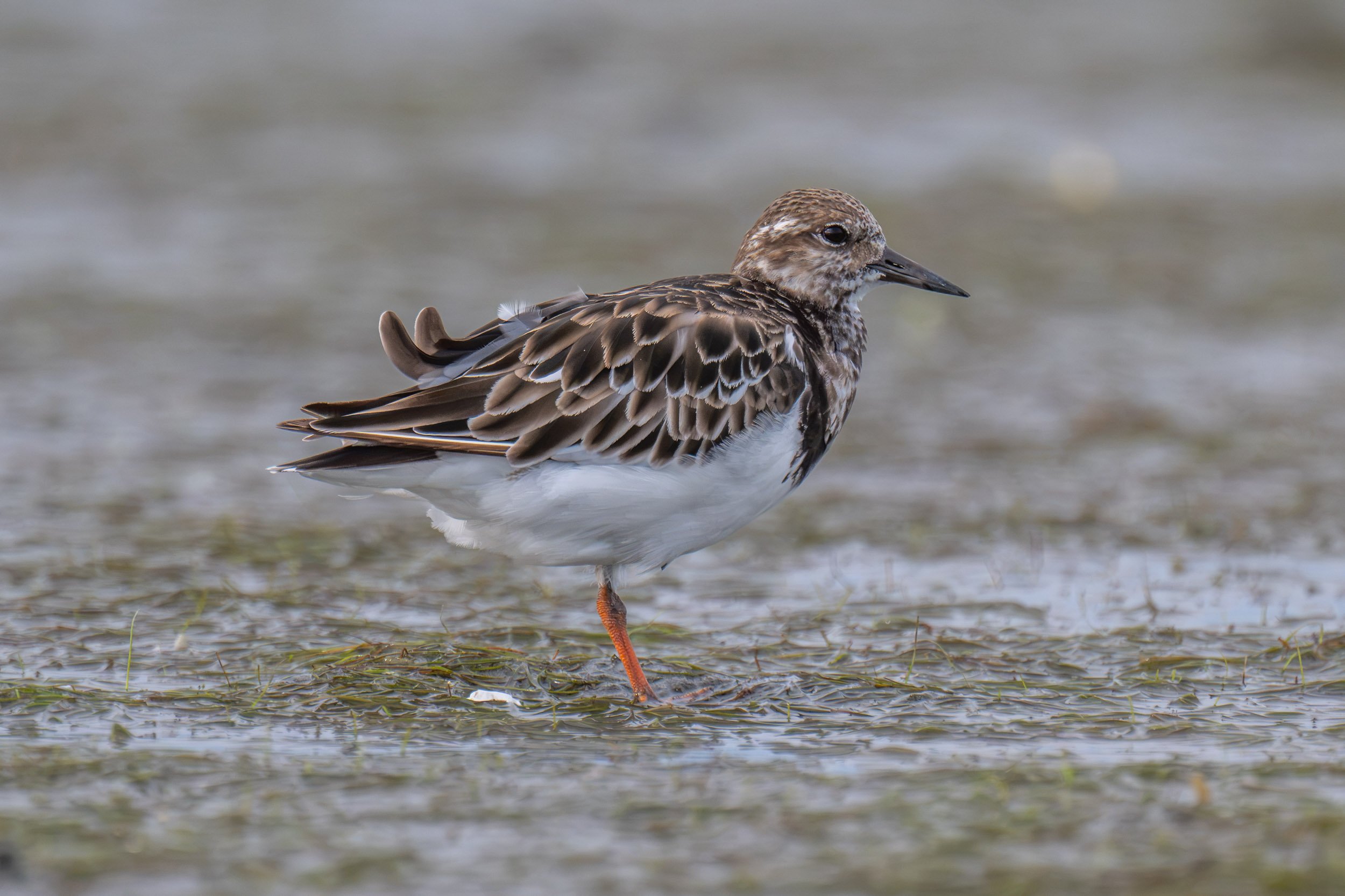 Ruddy Turnstone (Arenaria interpres) photographed along the Suva foreshore, Fiji. This long-distance migratory shorebird visits Fiji during its non-breeding season and is often seen feeding along rocky shores, mudflats and coastal areas.