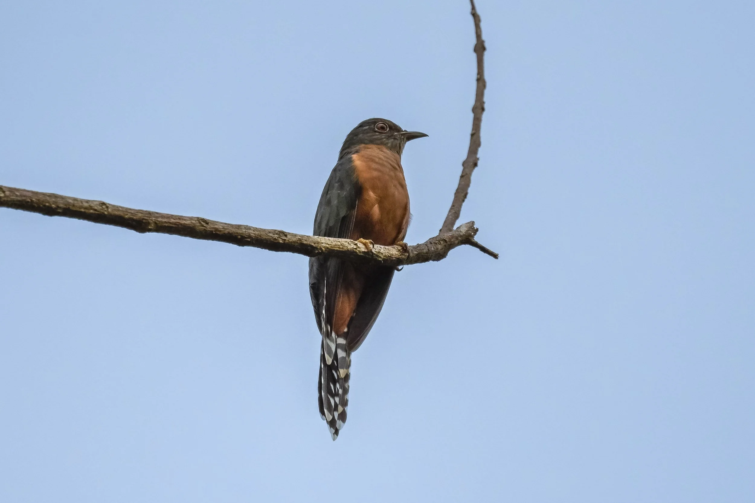 Fan-tailed Cuckoo (Cacomantis flabelliformis) perched in a tree in Naitasiri, Viti Levu, Fiji.