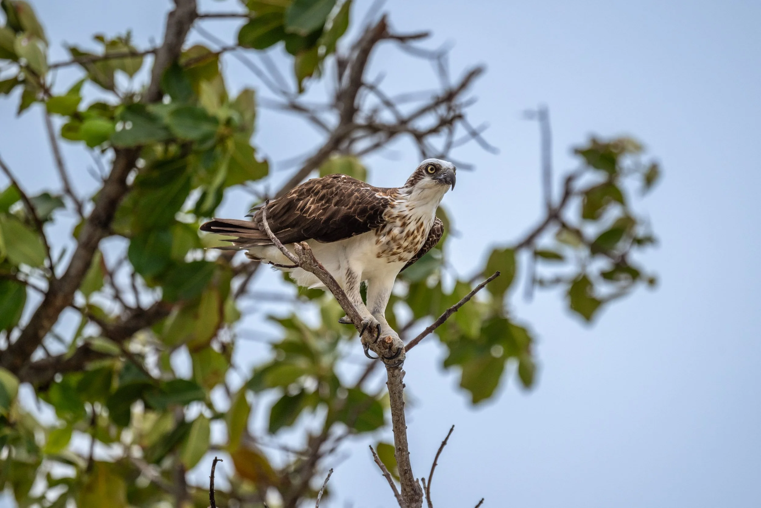 An Osprey (Pandion haliaetus cristatus) perched on a small island north of Kavieng, New Ireland, Papua New Guinea.