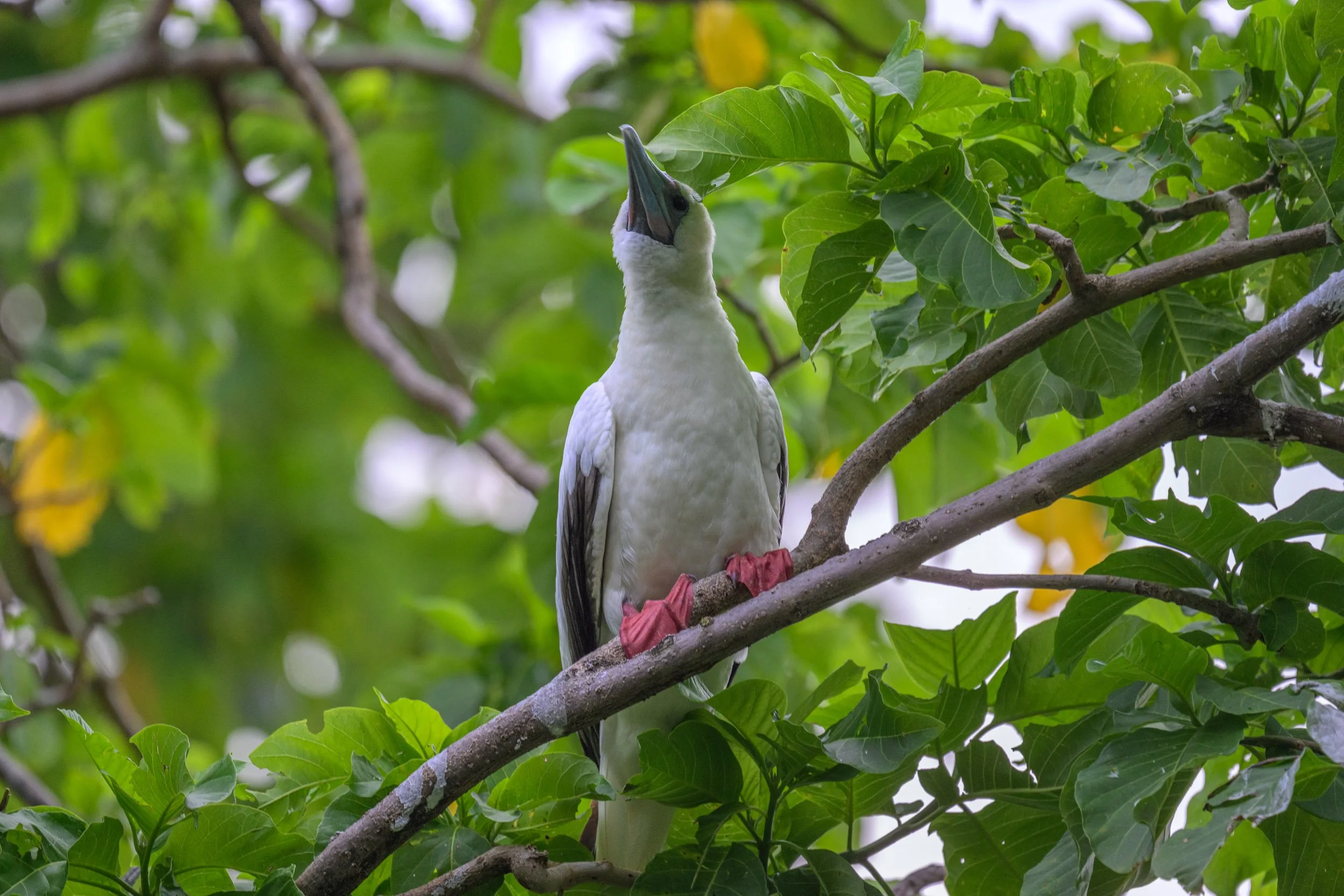 A white-morph Red-footed Booby (Sula sula) calling from a tree on Tench Island within the Murat Marine Protected Area, Papua New Guinea.