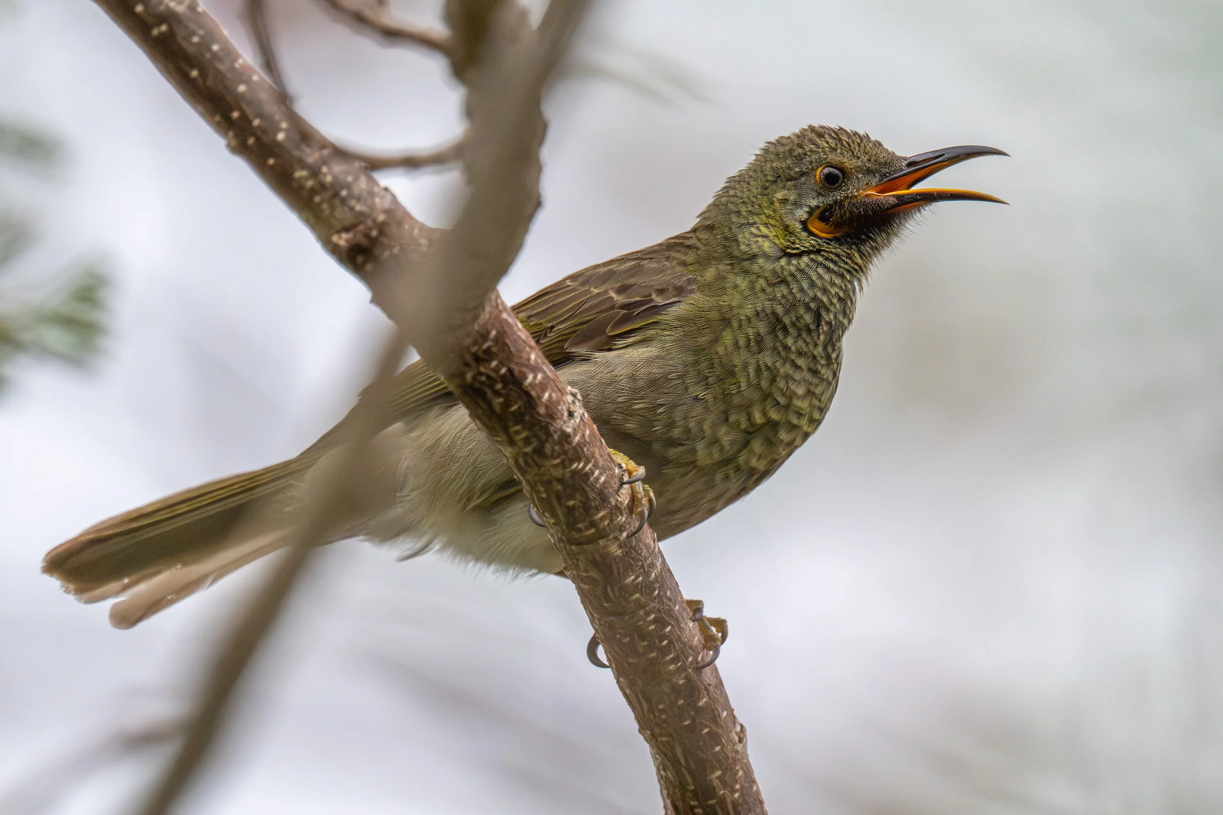 Western wattled-honeyeater, locally known as kikau, in Suva, Fiji.