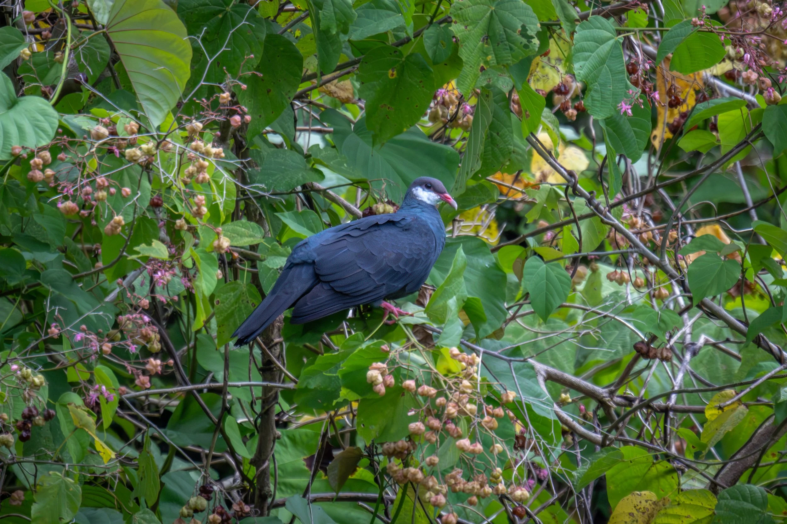Metallic Pigeon of the Samoan subspecies (Columba vitiensis castaneiceps) photographed near Uafato Village on Upolu, Samoa.