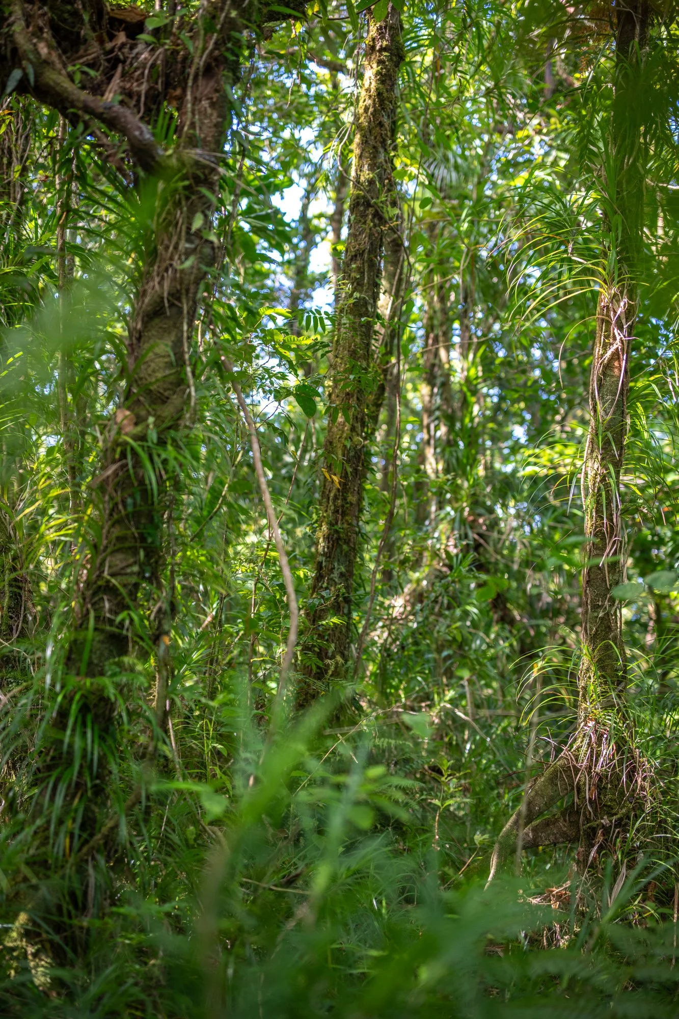 Birdlife International_Tom Vierus_Manumea Expedition-6.jpg
