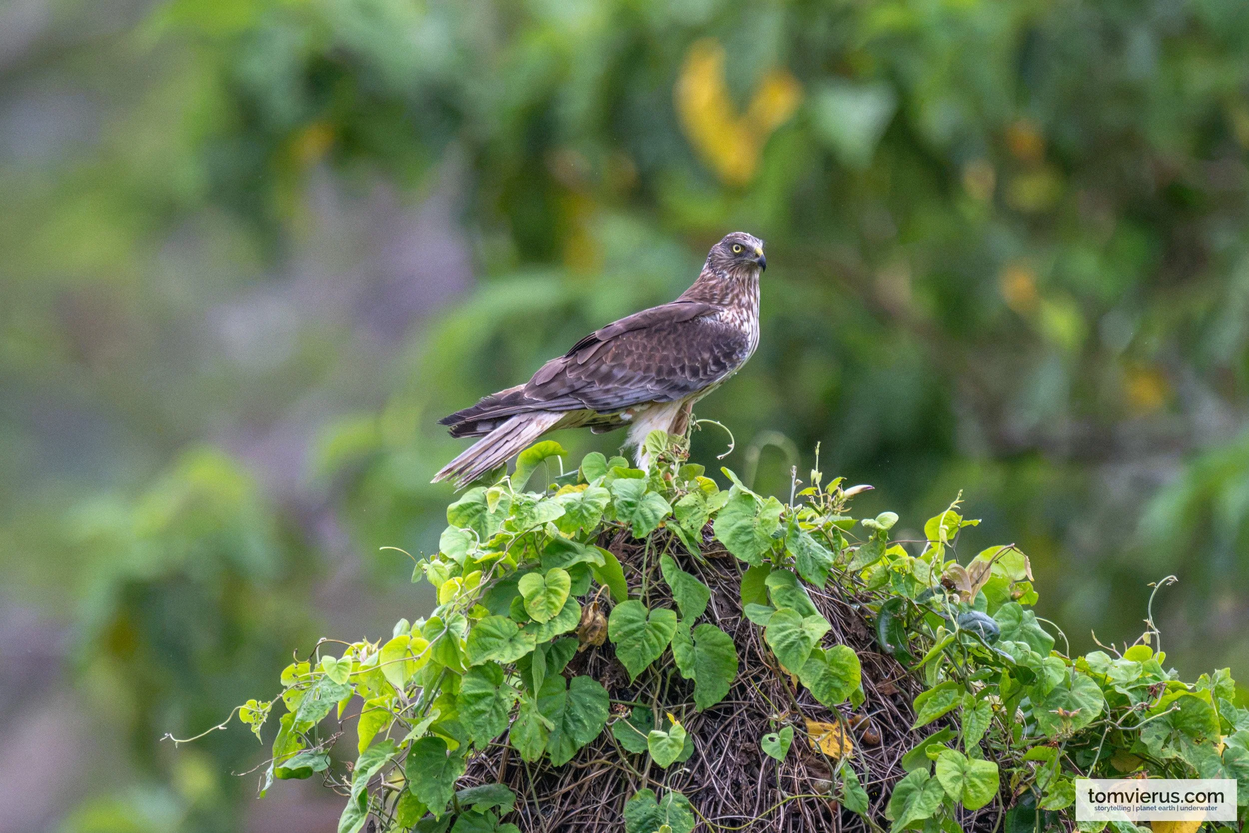 Swamp Harrier perched in a tree on Taveuni, Fiji.