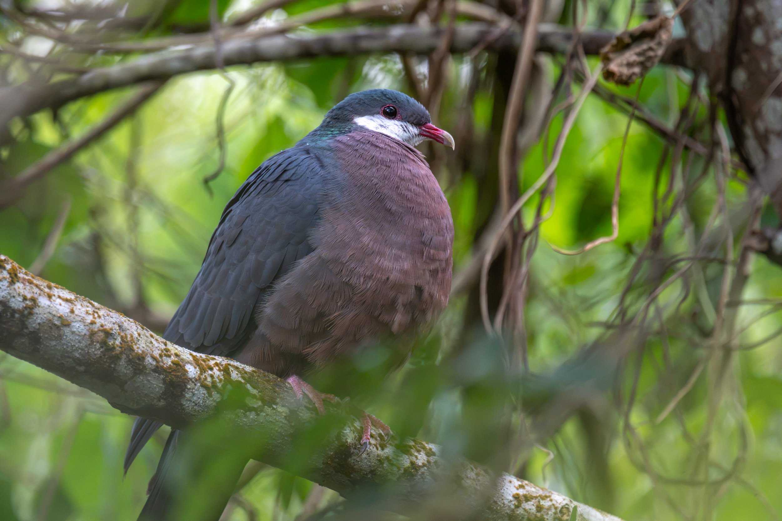 White-throated Pigeon (Columba vitiensis) photographed on Taveuni, Fiji, a large native pigeon found in forests and wooded habitats across many of Fiji’s islands.