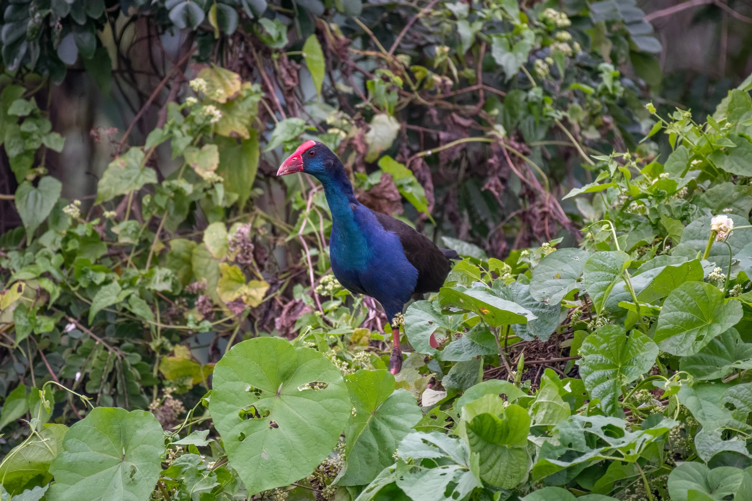 Dusky moorhen on Taveuni, Fiji.