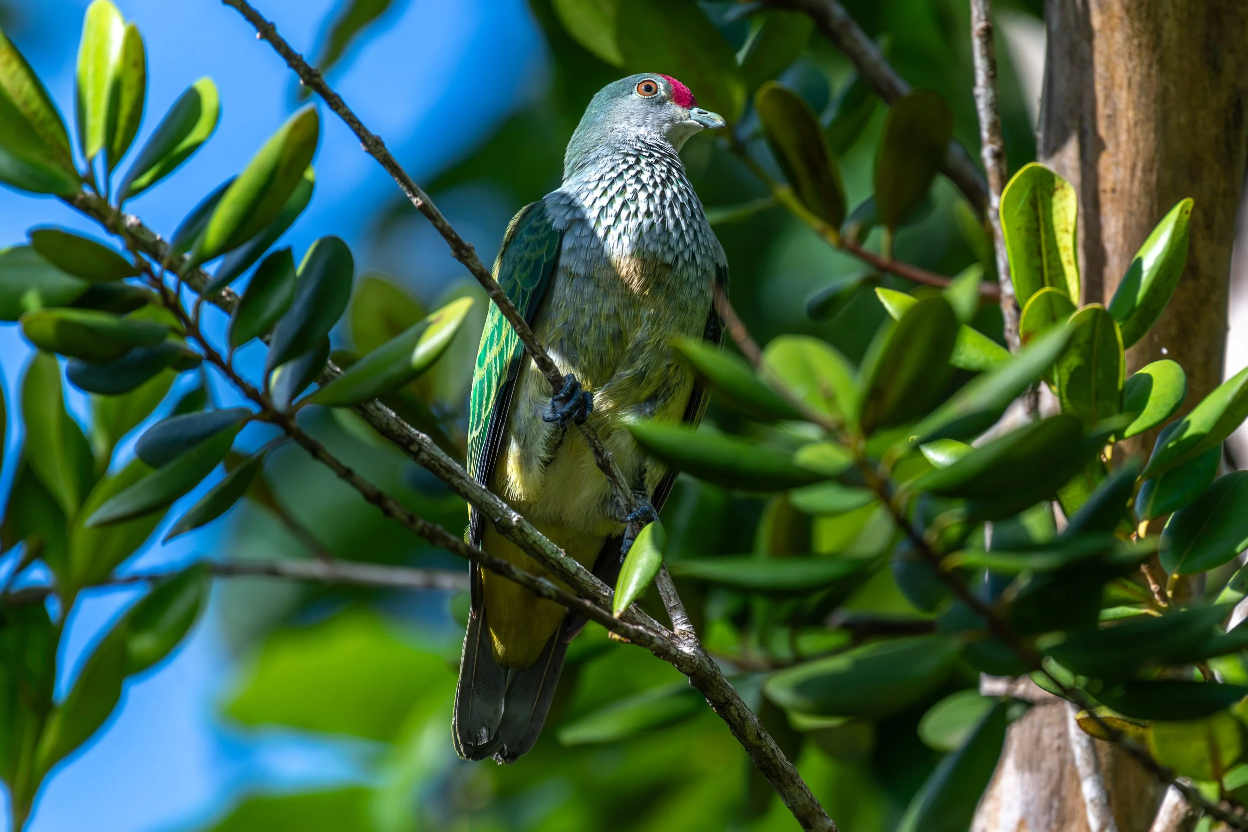 Female Many-colored Fruit-Dove (Ptilinopus perousii) photographed in the Yasawa Islands, Fiji.
