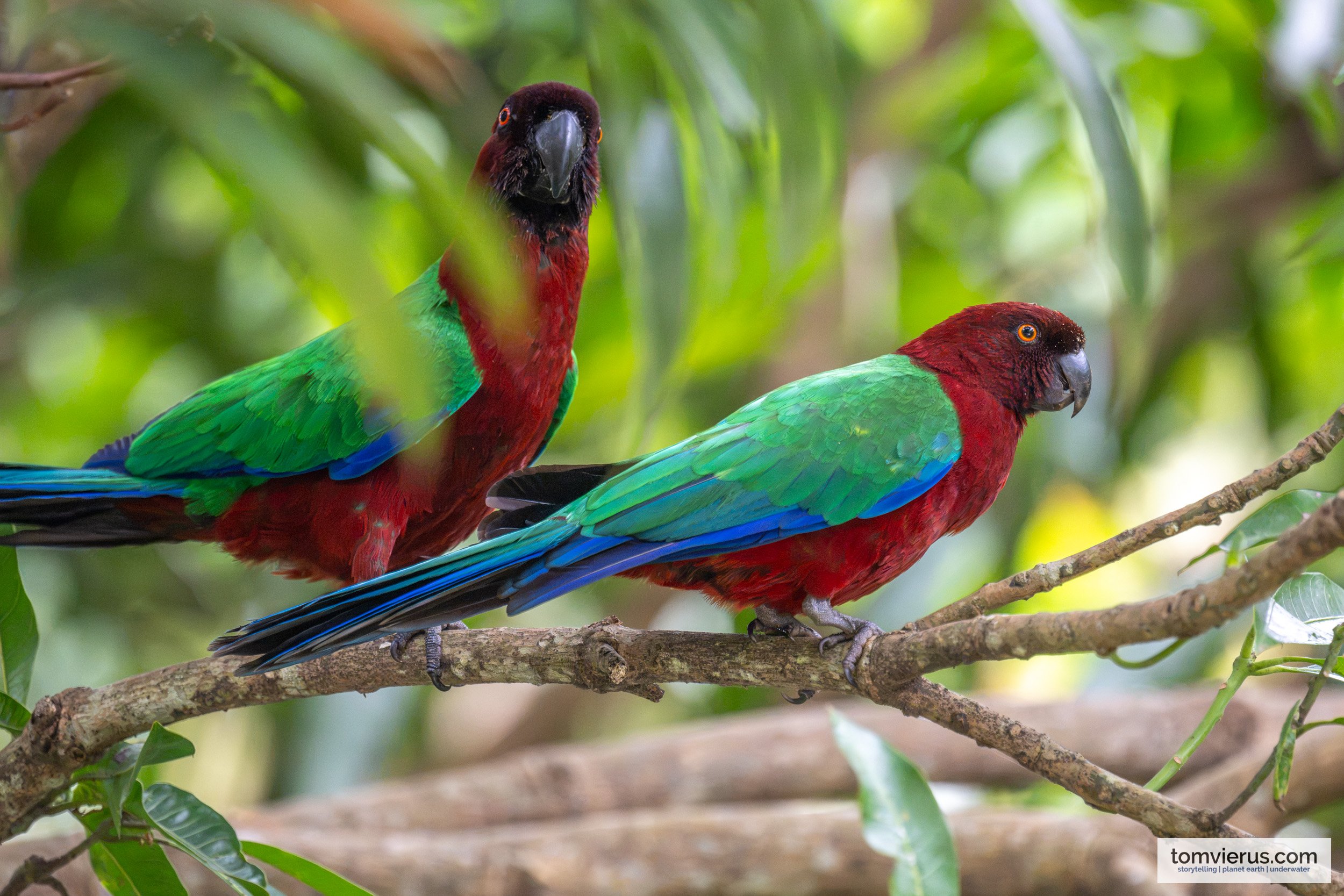 Two Red Shining Parrots perched in a tree on Taveuni, Fiji.