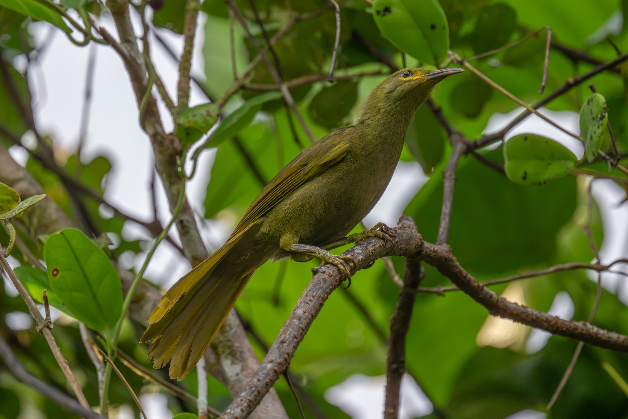 Duetting Giant-Honeyeater (Gymnomyza brunneirostris), an endemic bird of Fiji photographed in Naitasiri on Viti Levu, Fiji.