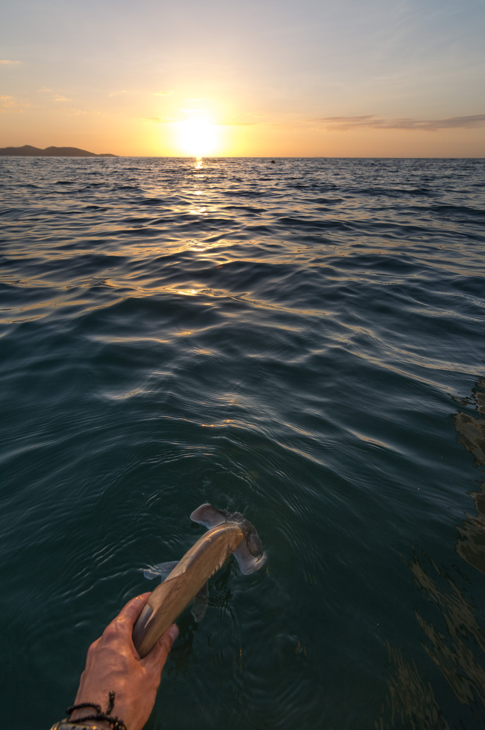 TOM_6088Shark Research in Fiji_.jpg