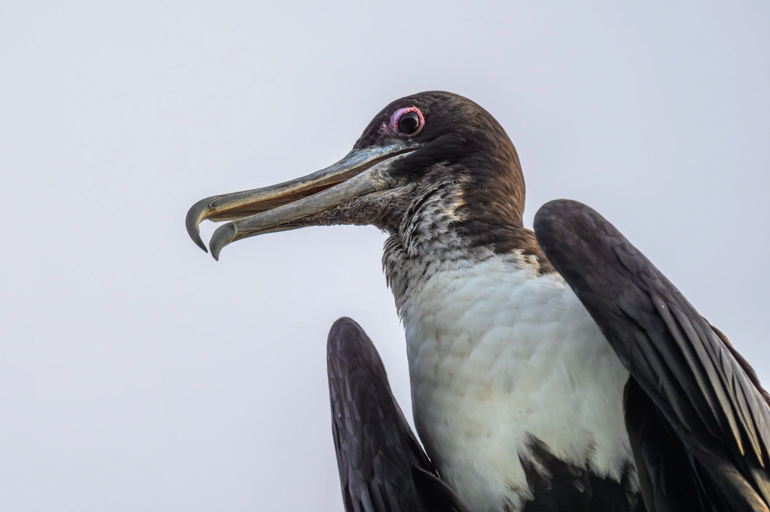 Portrait of a Great Frigatebird (Fregata minor) on Tench Island, an important breeding site in New Ireland Province, Papua New Guinea.