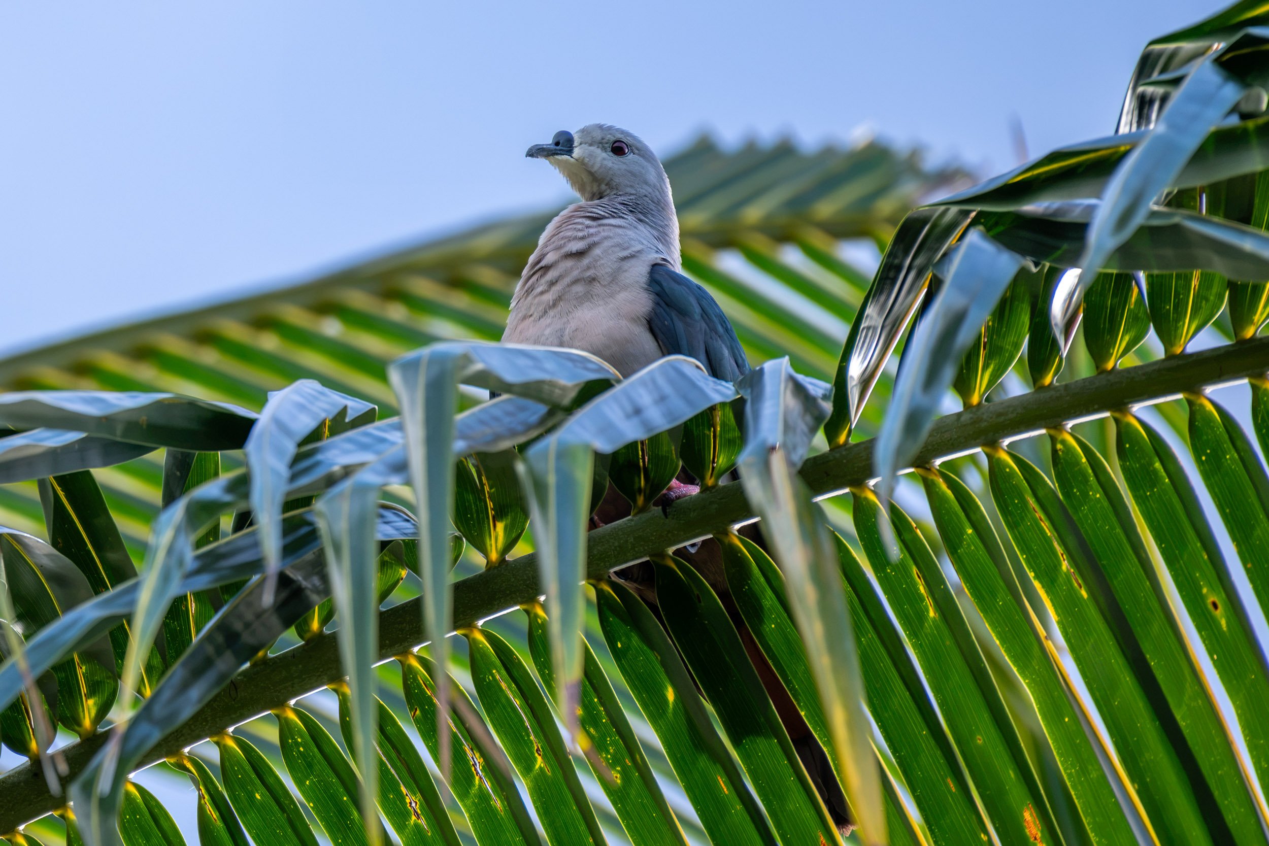 Pacific Imperial-Pigeon (Ducula pacifica) photographed on Wakaya Island, Fiji.