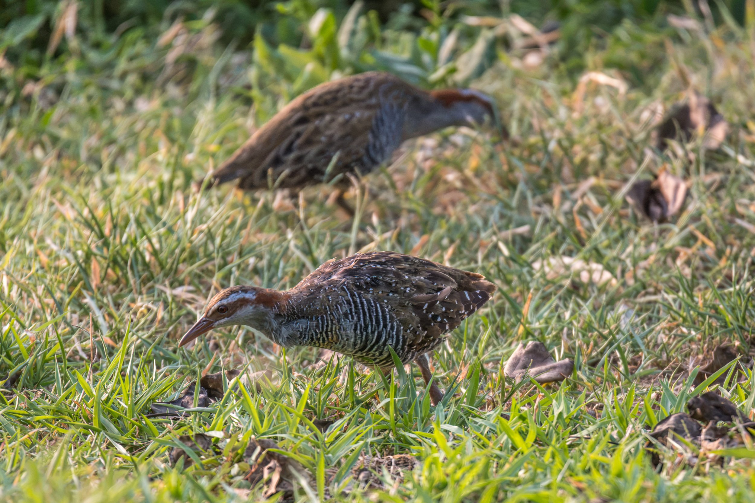Buff-banded Rail (Hypotaenidia philippensis) photographed on Namena Island, Fiji.