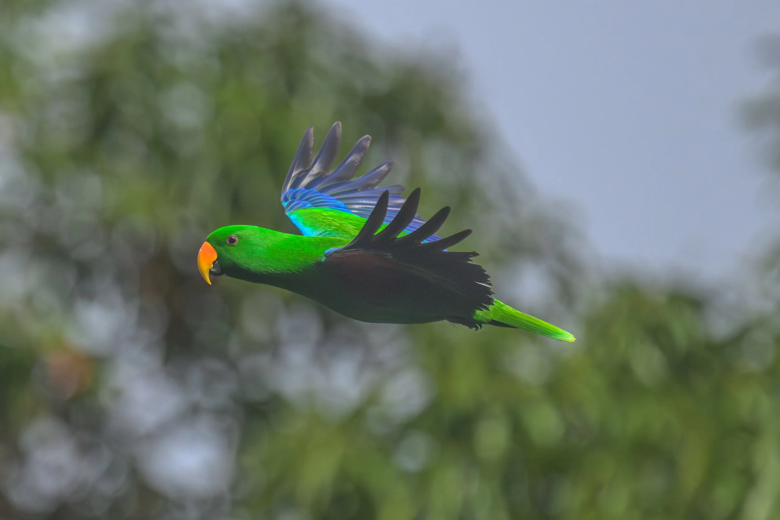 Male Papuan Eclectus (Eclectus polychloros) in flight photographed in Pomio District, East New Britain, Papua New Guinea.