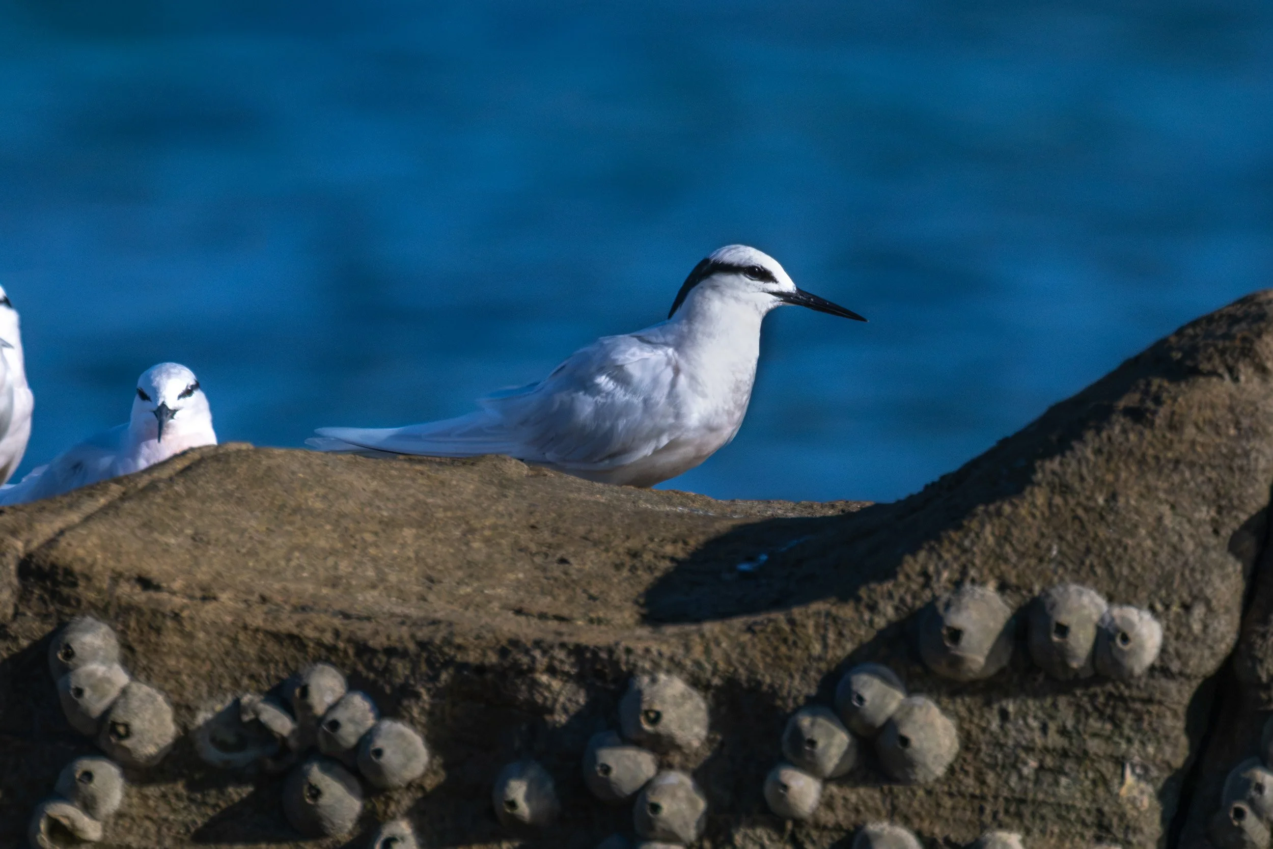Black-naped tern perched on a rock on Drawaqa Island in Fiji’s Yasawa Islands.