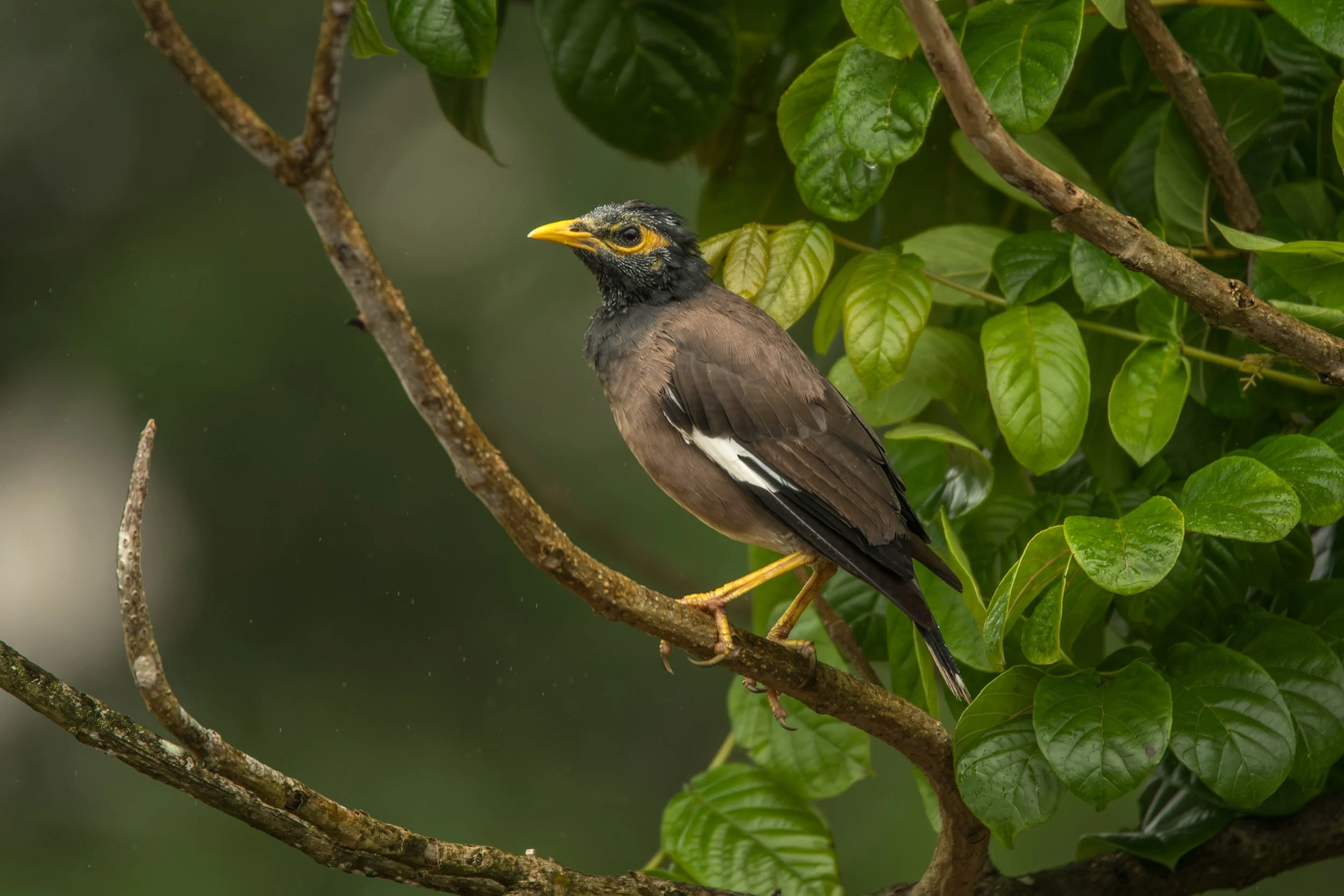 Common Myna (Acridotheres tristis) photographed near Nadi on Viti Levu, Fiji.