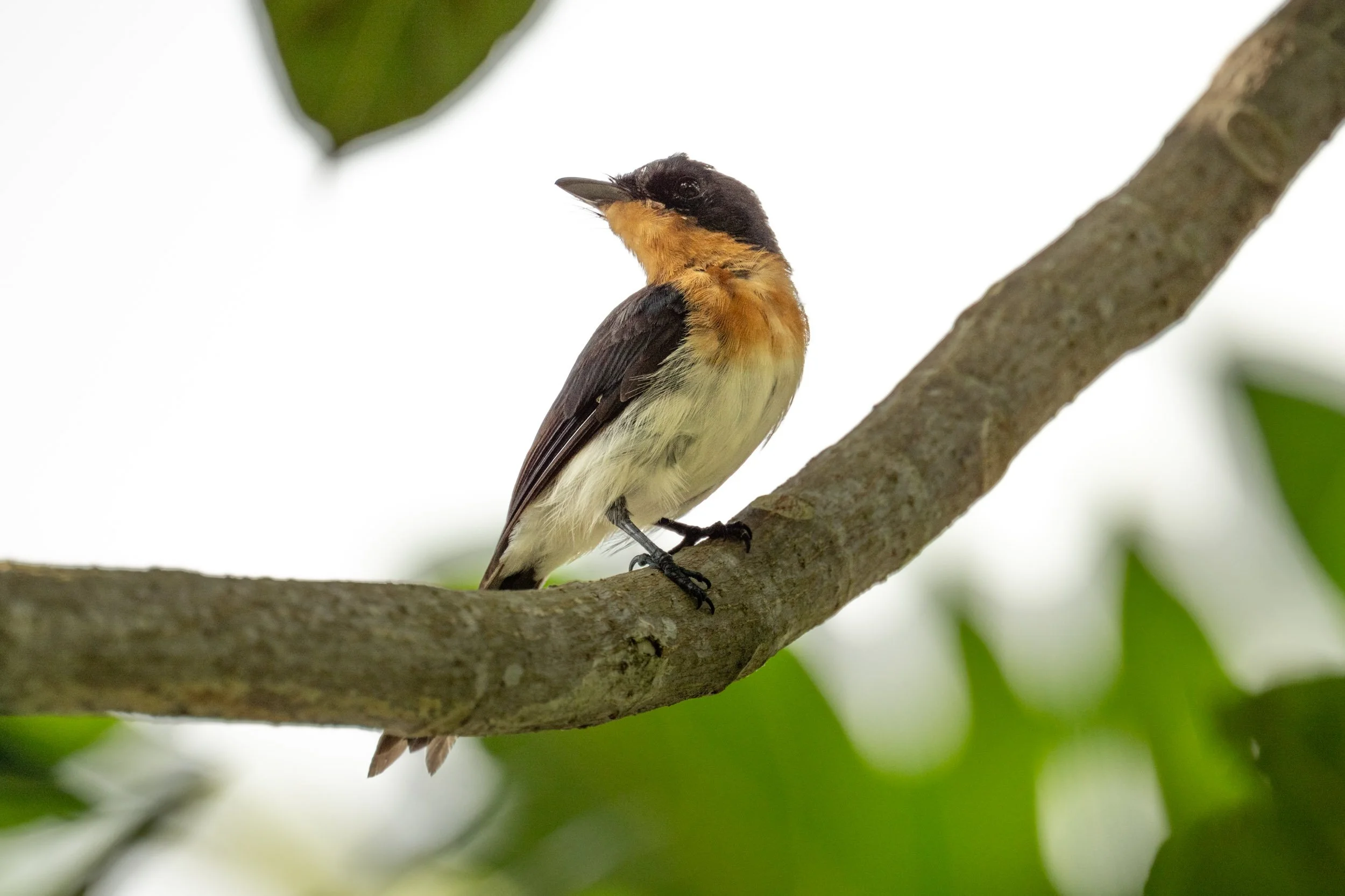Samoan Flycatcher (Myiagra albiventris) photographed near Uafato Village on Upolu, Samoa.