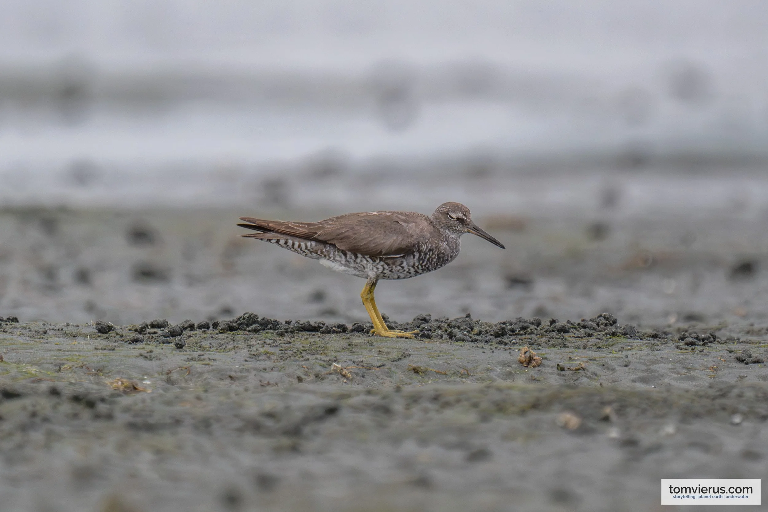 Wandering Tattler at Suva foreshore, Viti Levu, Fiji.