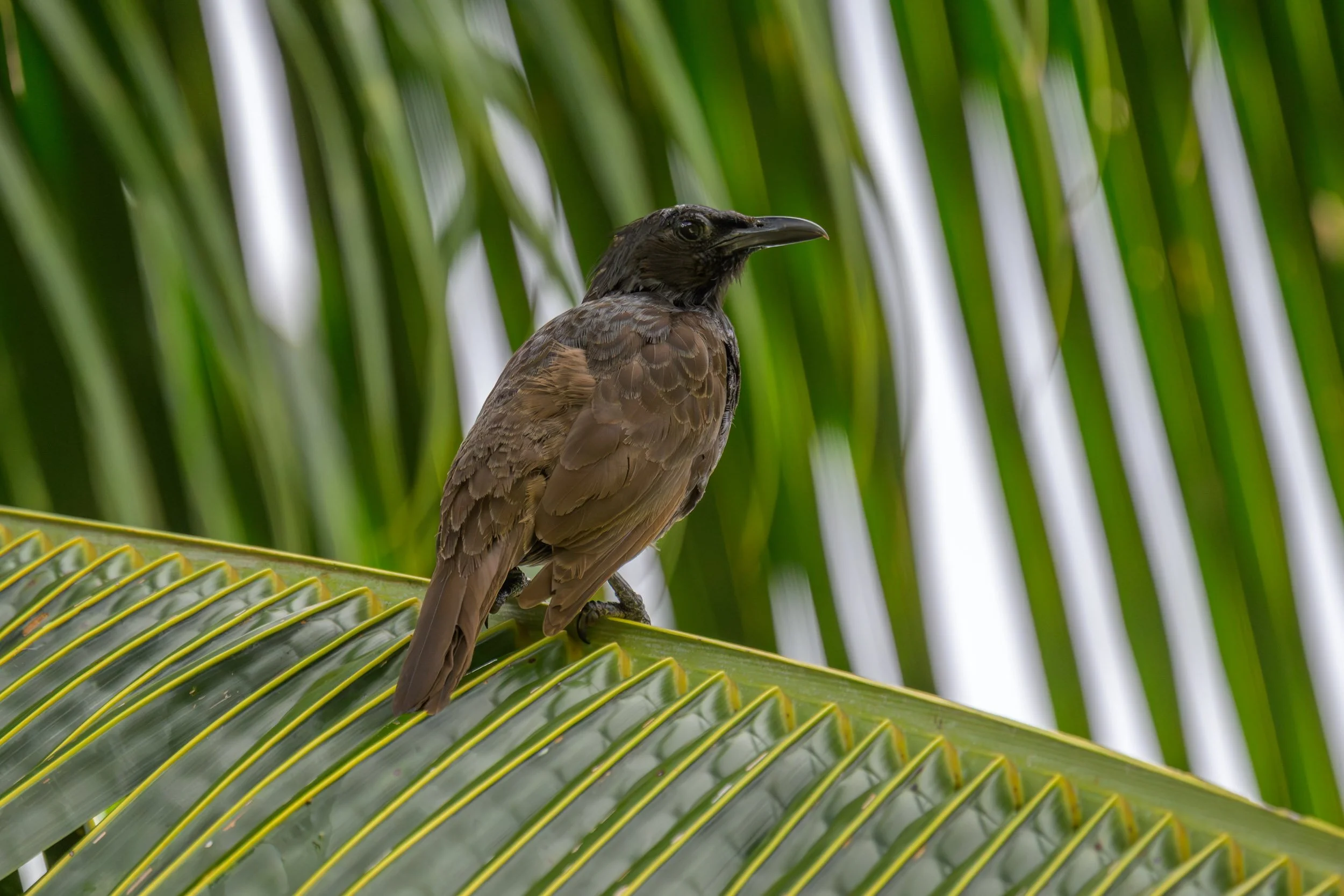 Samoan Starling (Aplonis atrifusca) photographed on Upolu, Samoa.