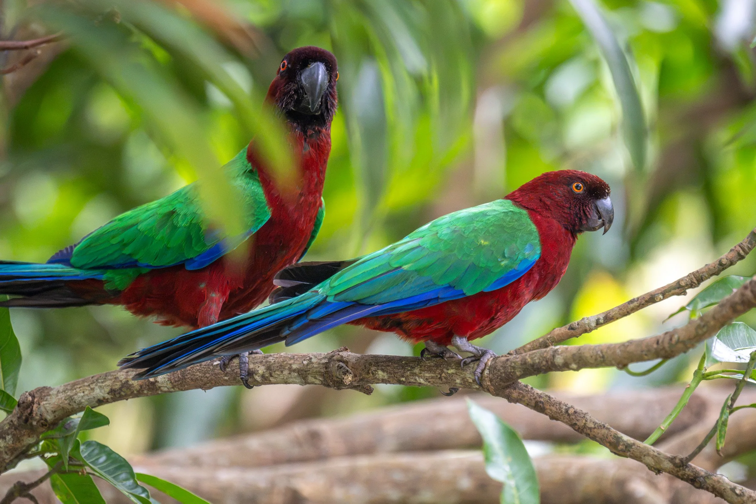 Two red shining-parrots perched on a branch on Taveuni, Fiji.