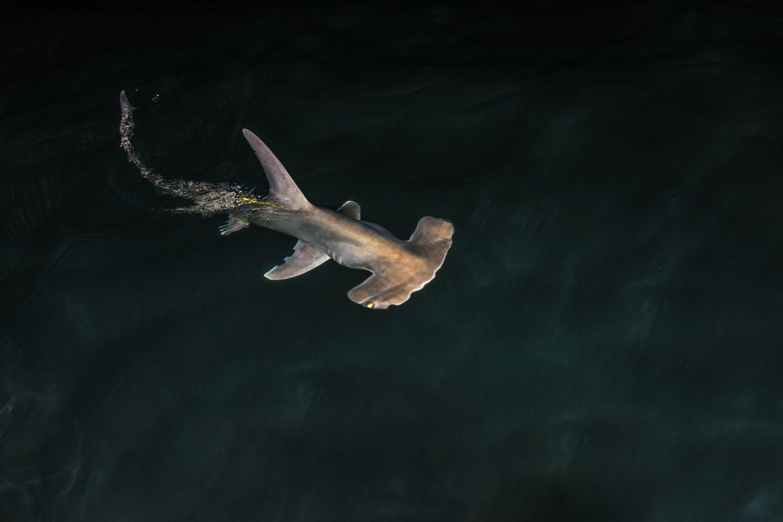 TOM_6034Shark Research in Fiji_.jpg
