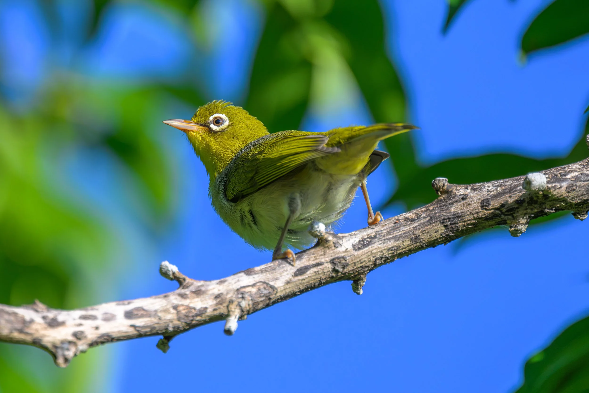 Silvereye (Zosterops lateralis) photographed on a small island near Vanua Levu, Fiji, where this widespread native songbird is commonly found in coastal vegetation, gardens and forest edges.
